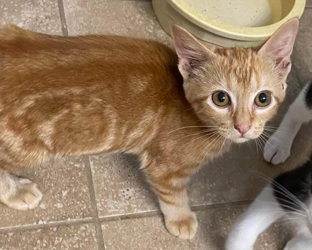 **ADORABLE ADOPTABLE OF THE DAY!!**

Meet Morrissa! 🧡 Morrissa is a shy girl with beautiful markings. She loves to play with toys and with her siblings. She takes a little while to warm up, but once she does she turns on her purr machine and loves t