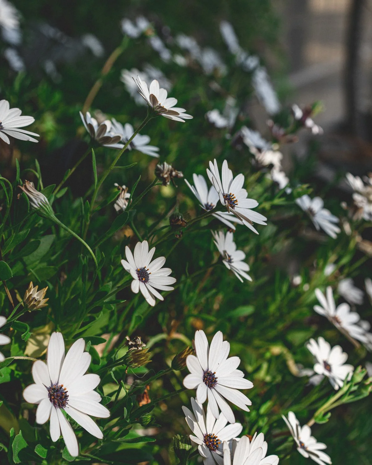 White daisies with dark centers growing in a garden.
