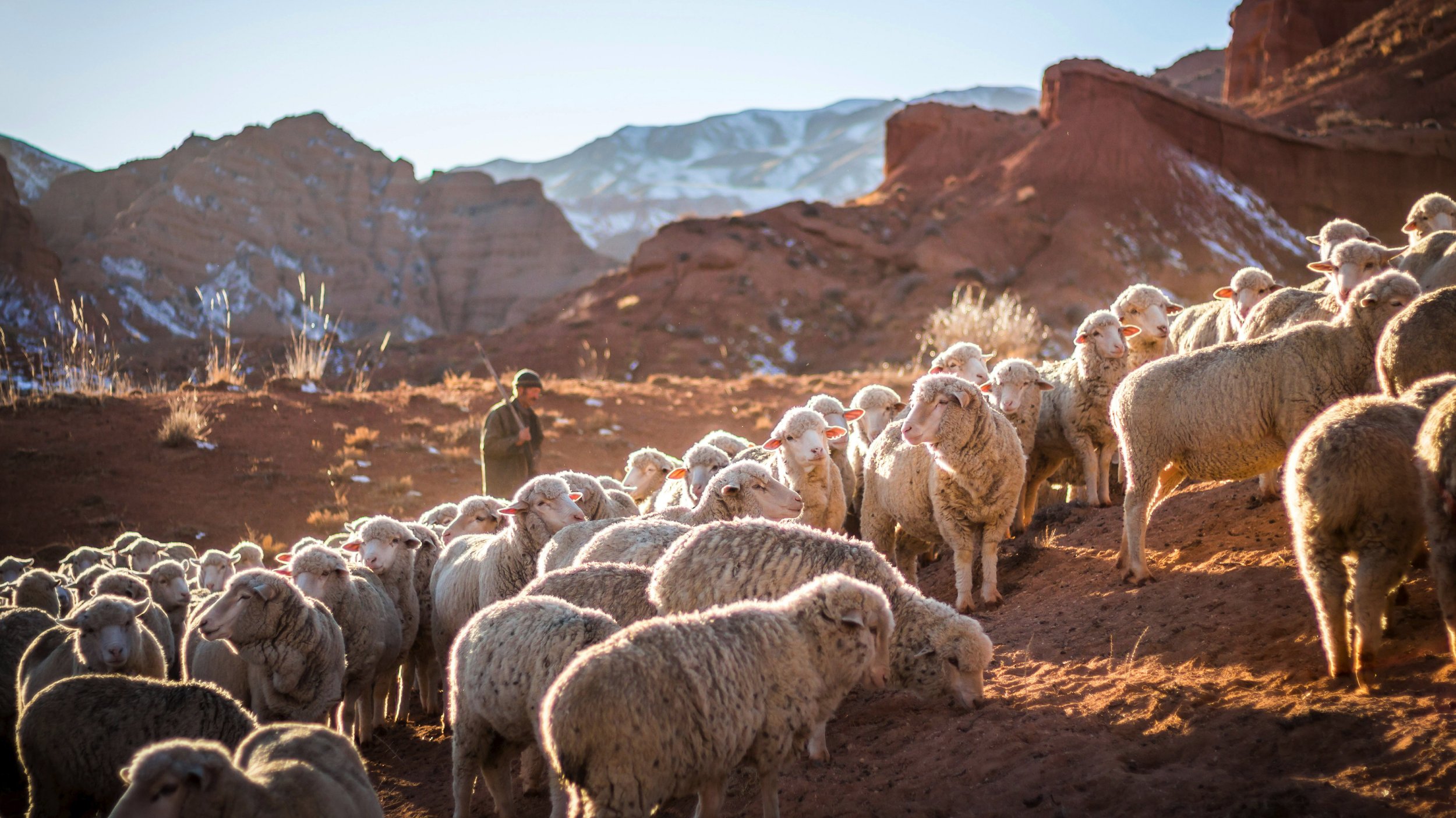 Why God Chose Shepherds to Announce Christ’s Birth