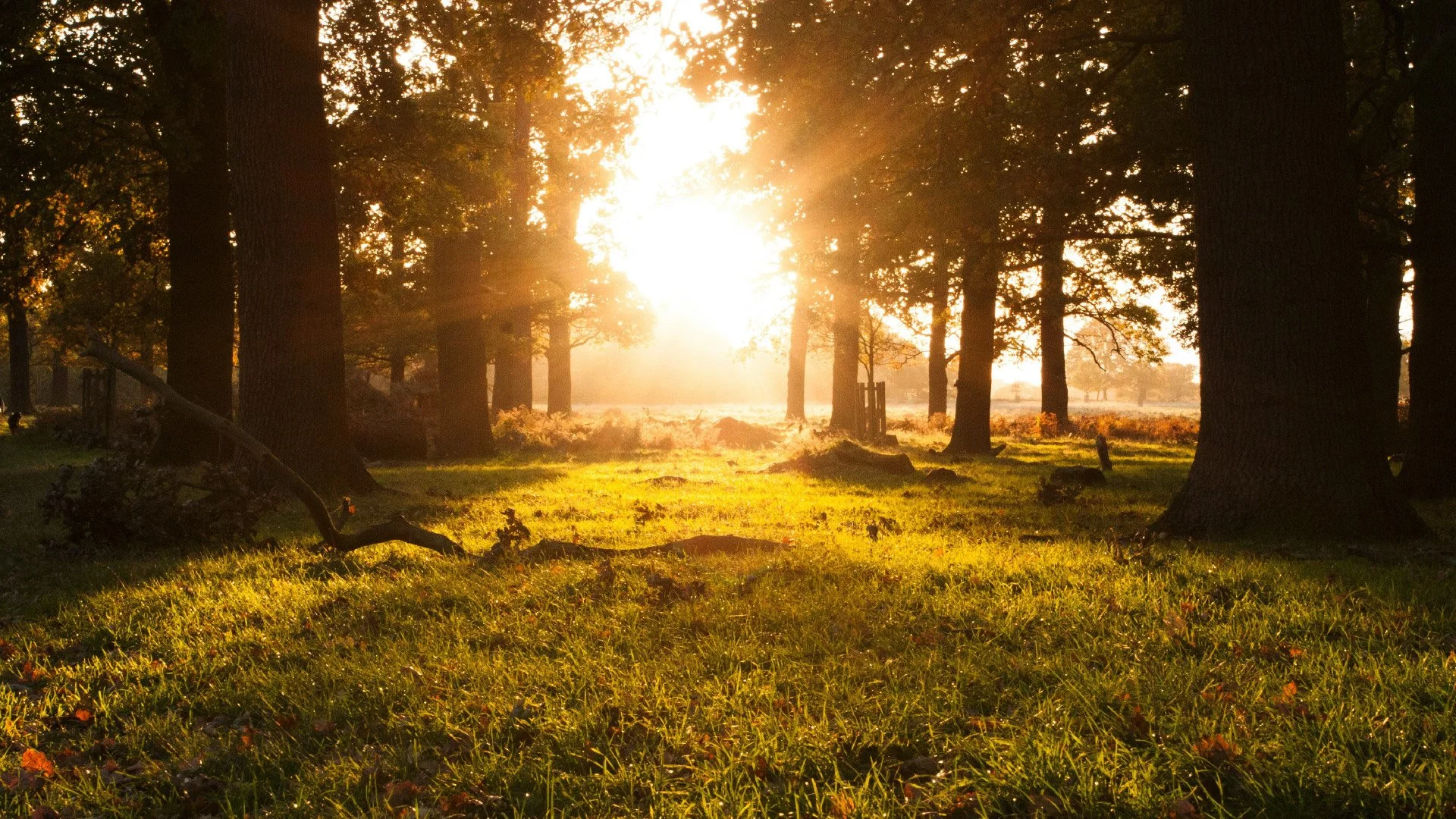Hope for the Fearful Heart: God’s Promise of Peace in Micah 5