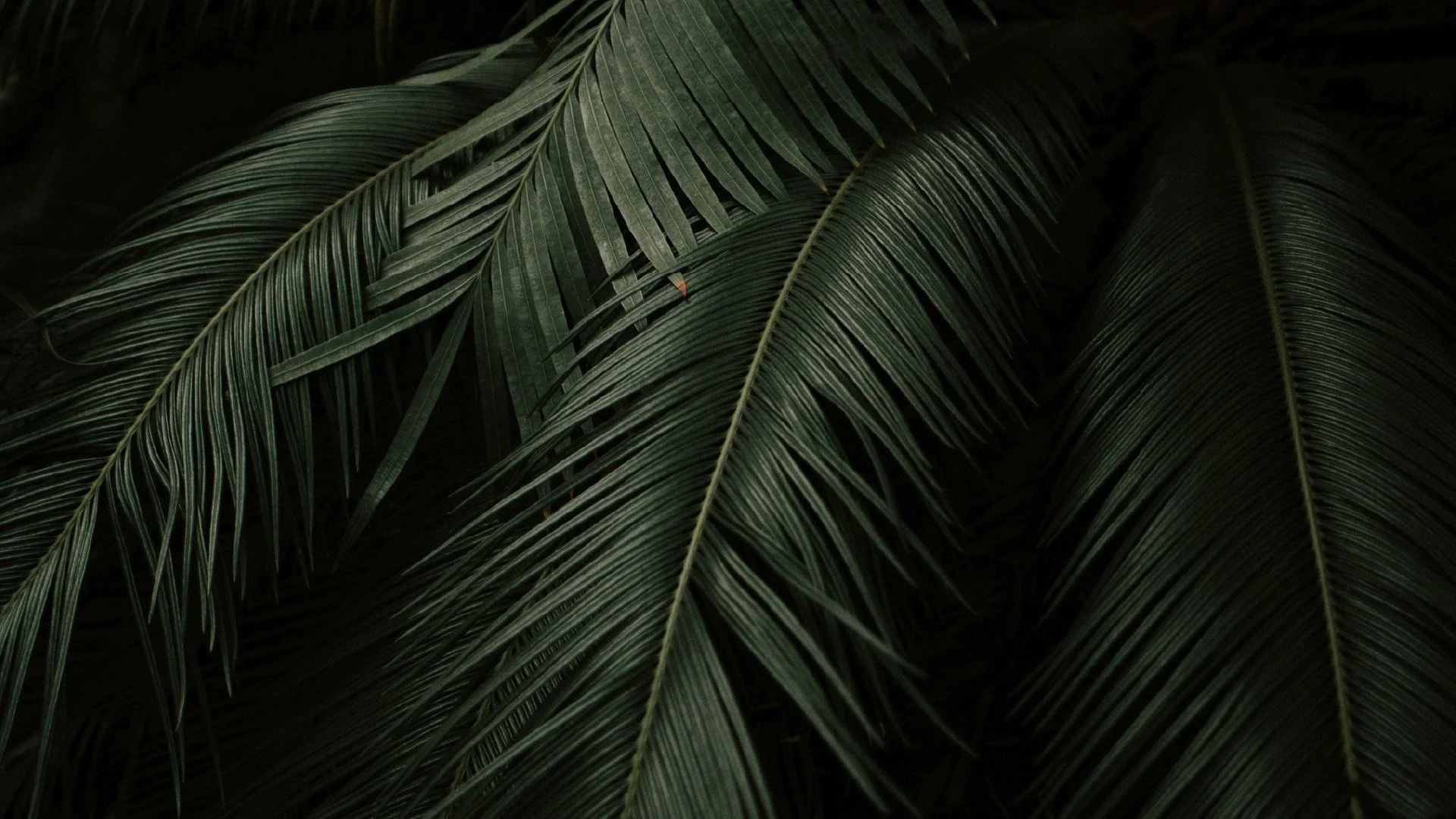 Fans or Followers? What Palm Sunday Reveals About Our Faith