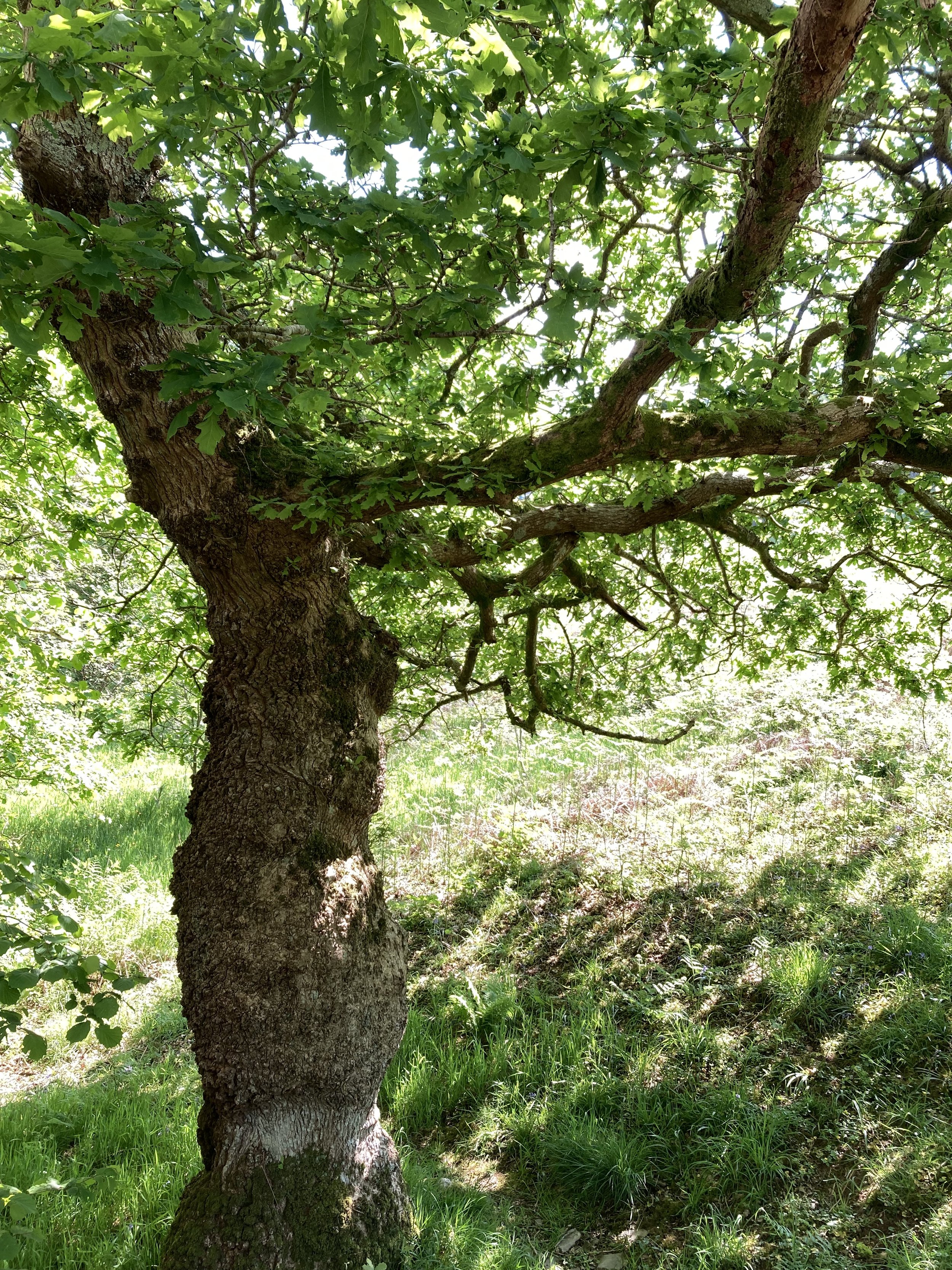 Your Sacred Grove - Oak