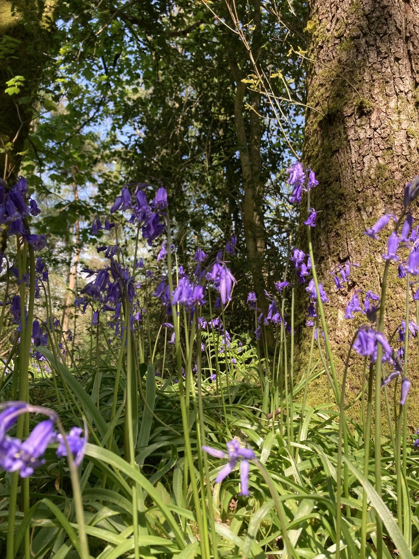 Newsletter 15th May 2026