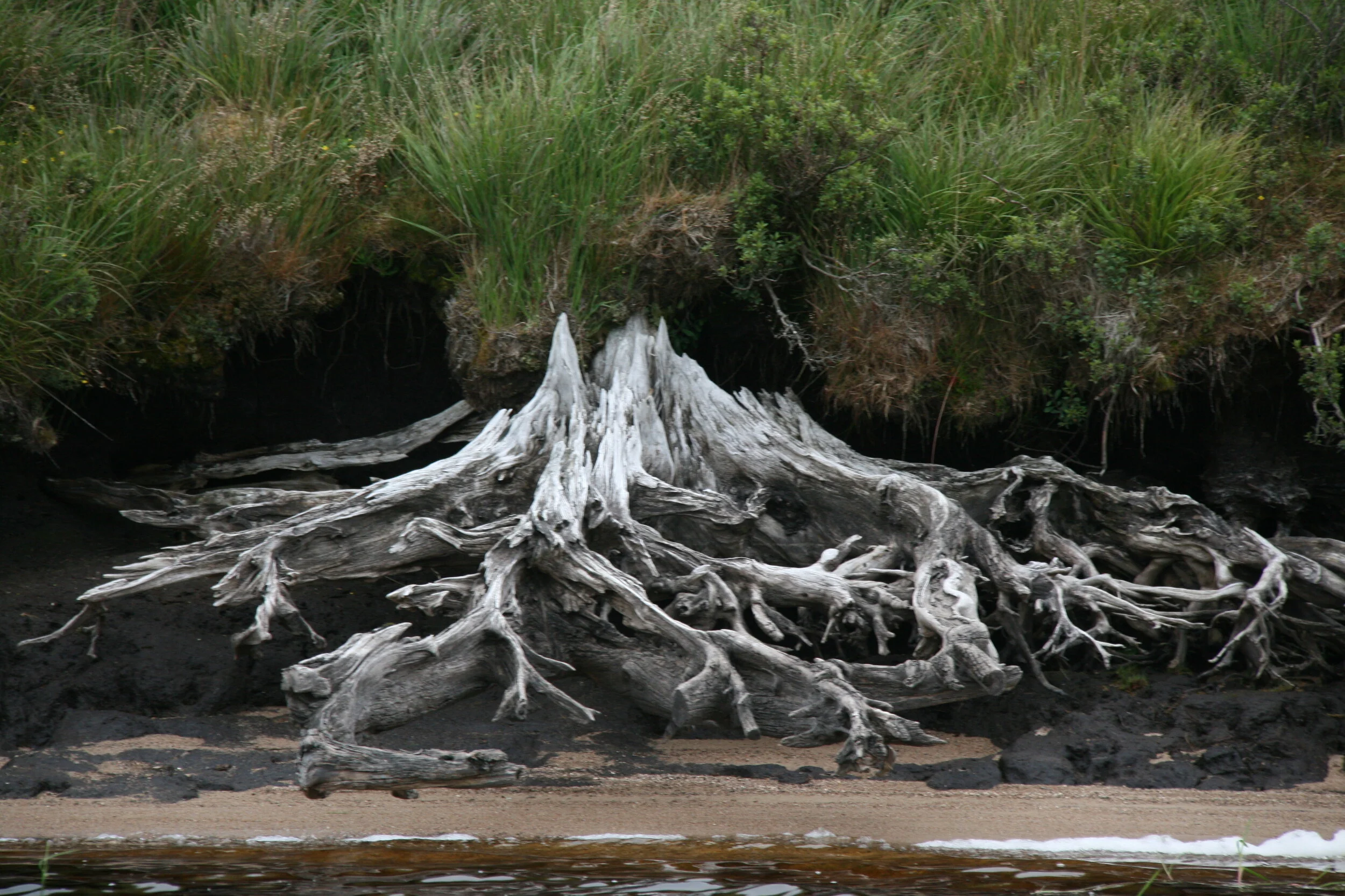 A root in a riverbank