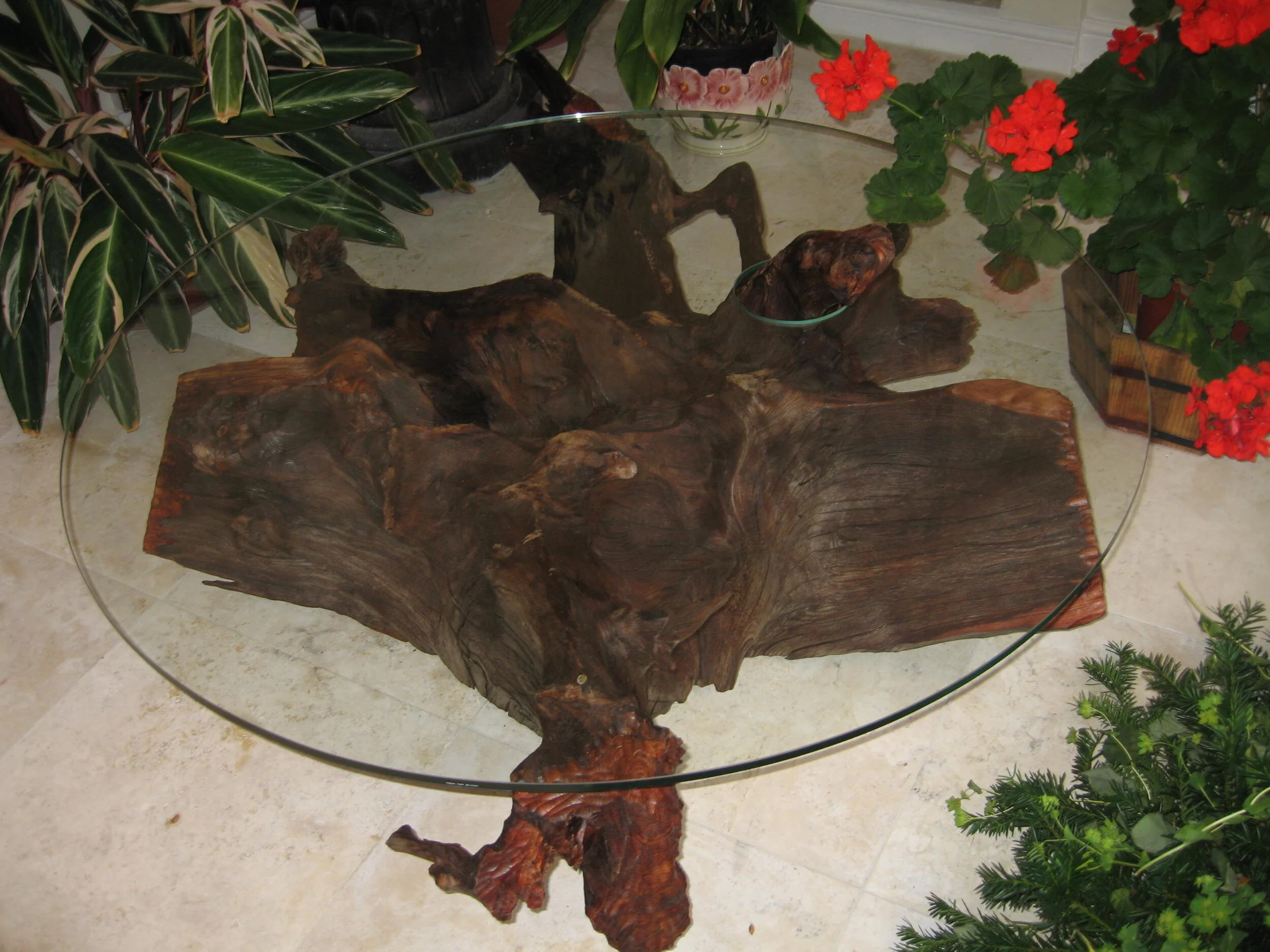 The first root – as a coffee table gift for my sister
