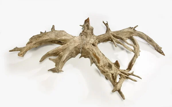 131 - Root 7.jpg