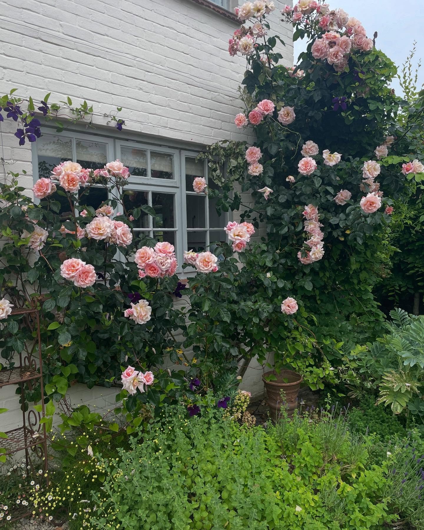 I can&rsquo;t wait for the new season to begin! I have pruned all the roses and started clipping everything back&hellip;How are you faring with your garden? 

Please reach out if you need any help; whether it is a complete garden overhaul or you want