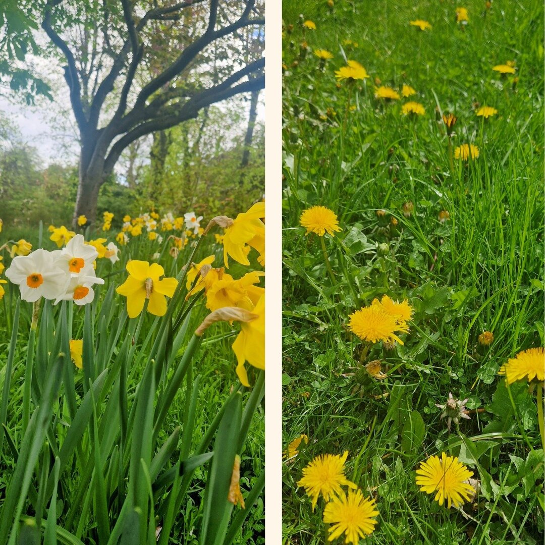 Yellow Spring Flowers in our dovelight garden. Equally lovely - the daffies and the dandelions.
We are embracing No Mow May!
Let Nature flourish 🌷

 #nomowmay #spring #therapygardens #natureallaroundus 
 #natureandwellbeing #springflowers #wildnatur