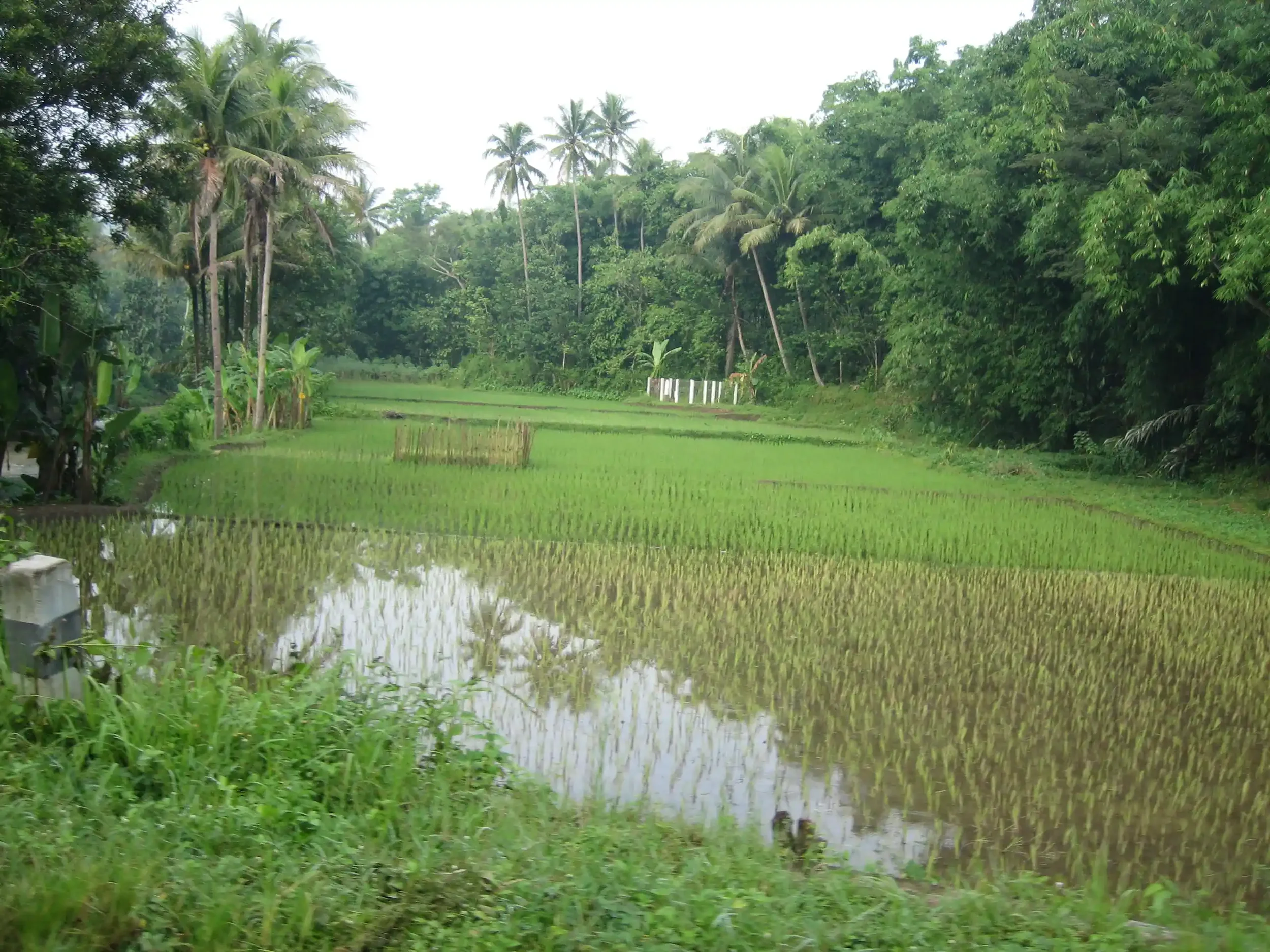 Flooded rice paddies in Bali reflecting palm trees and dense green foliage under a soft grey sky.