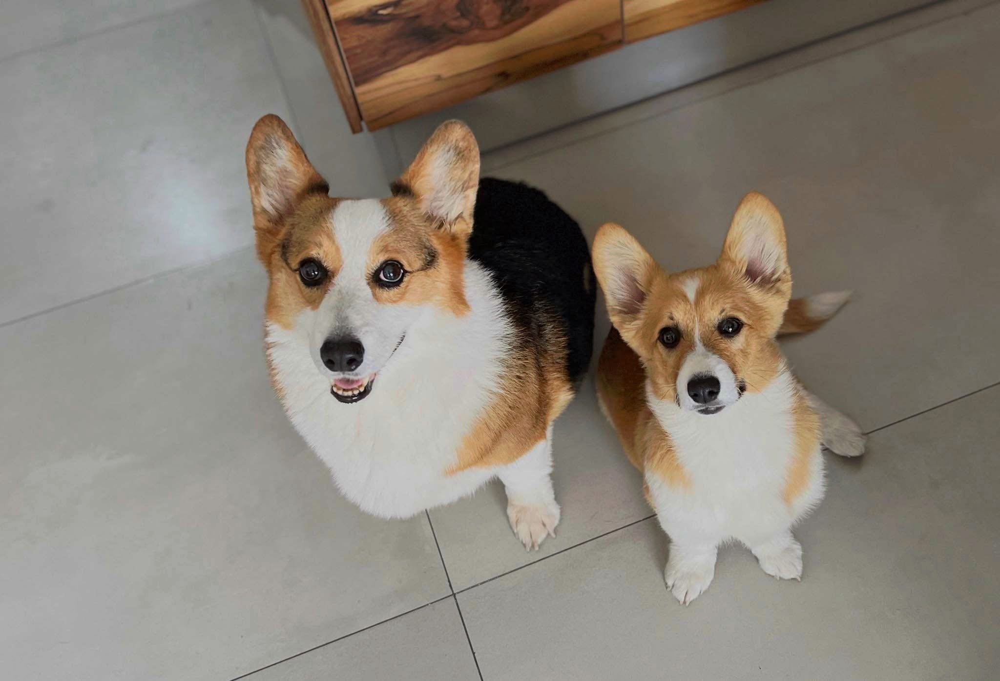 Rudy and Mollie, two corgis, sitting side by side on a pale tile floor and looking up at the camera — Rudy older and tricolor with a black saddle, Mollie smaller and tan-and-white, both calm.