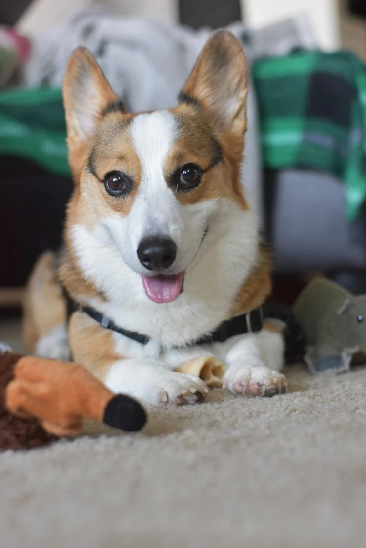 Rudy B Goody Pumpkin Brown, a Pembroke Welsh corgi, on his twelfth birthday