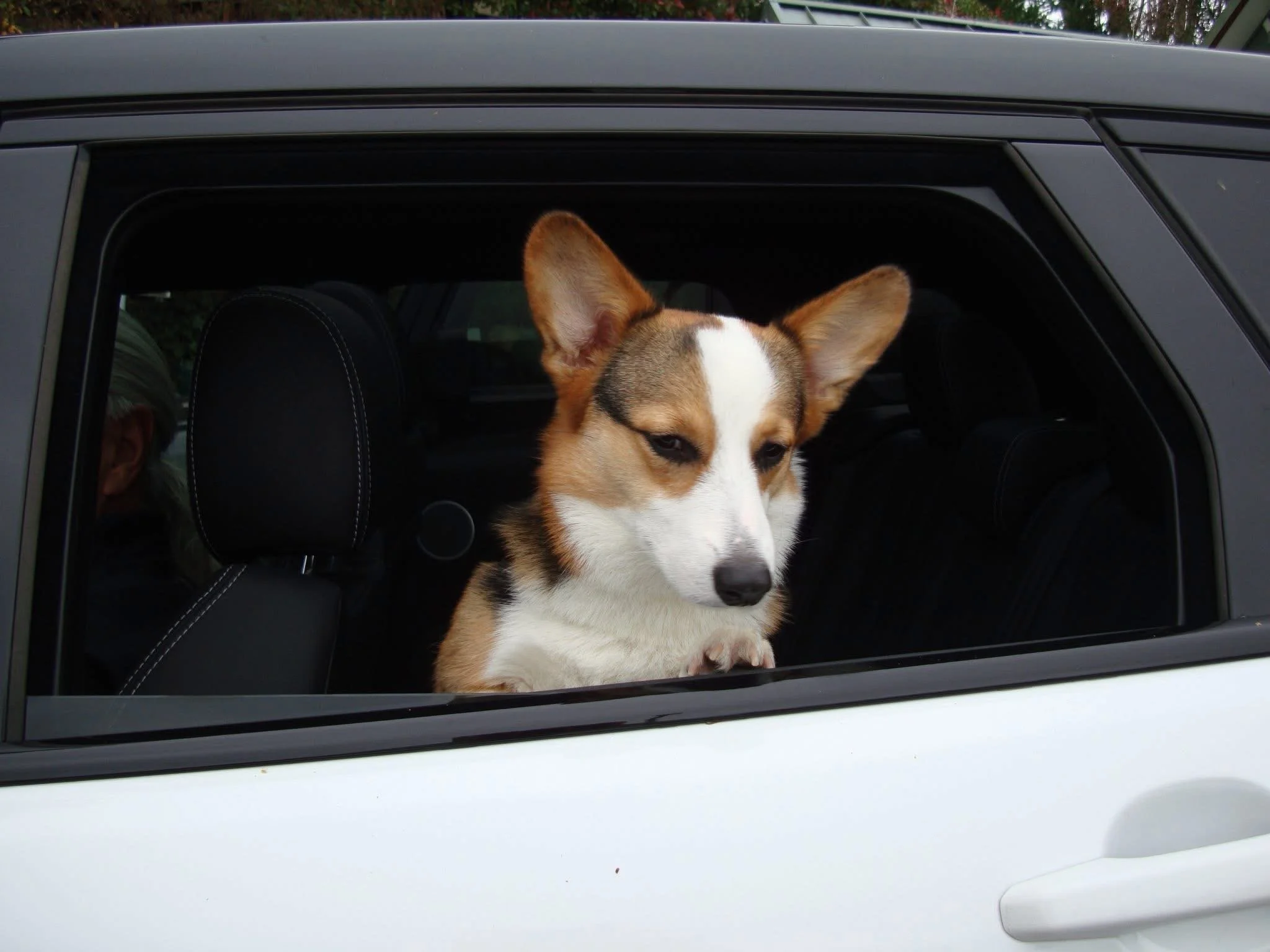 Rudy sitting in the back seat of a white car with his head turned to the open window, ears perked up, watching the road go by on one of his many travels with us.
