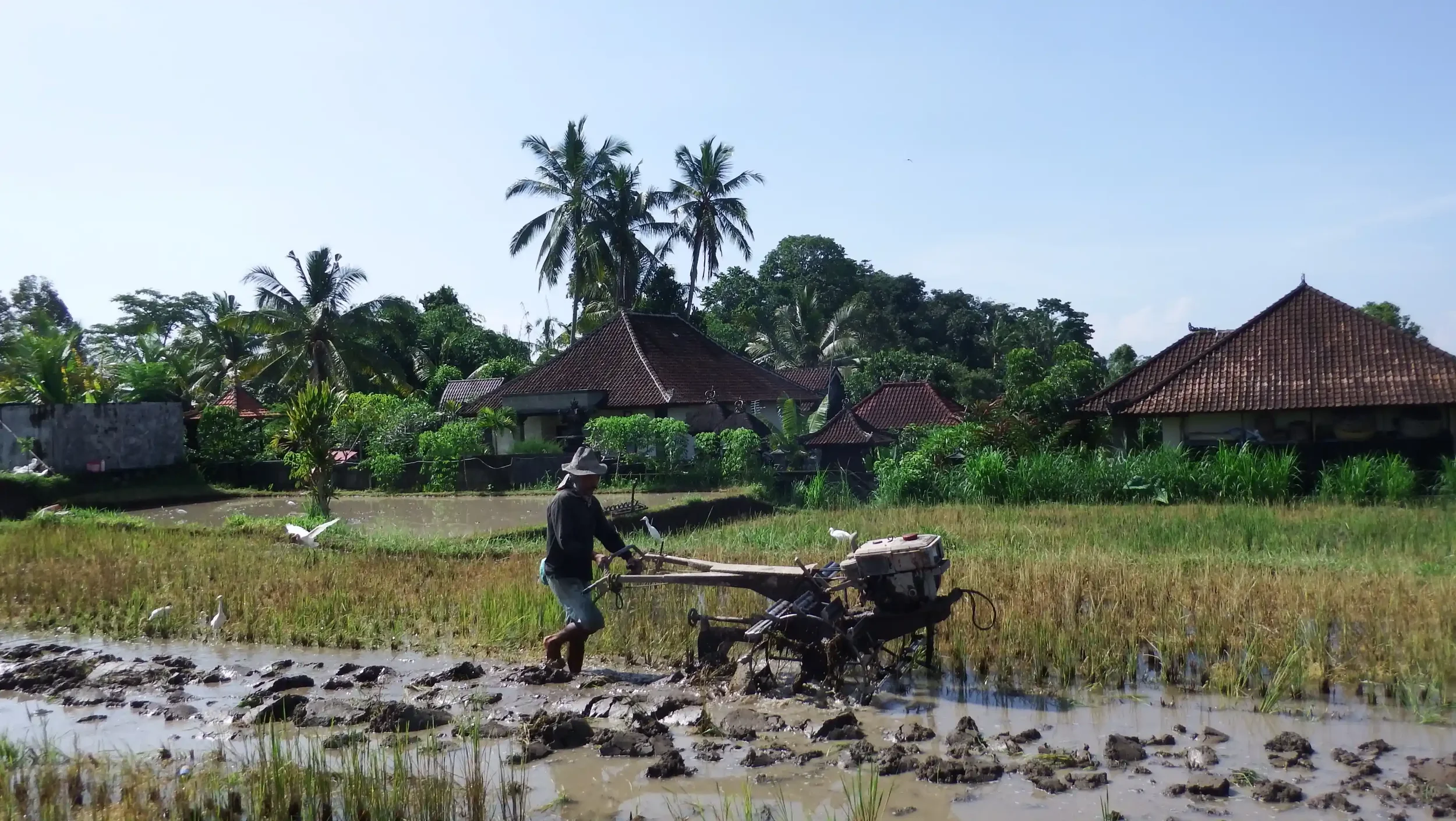 A Balinese farmer plowing a flooded rice paddy with white egrets and tiled village rooftops behind