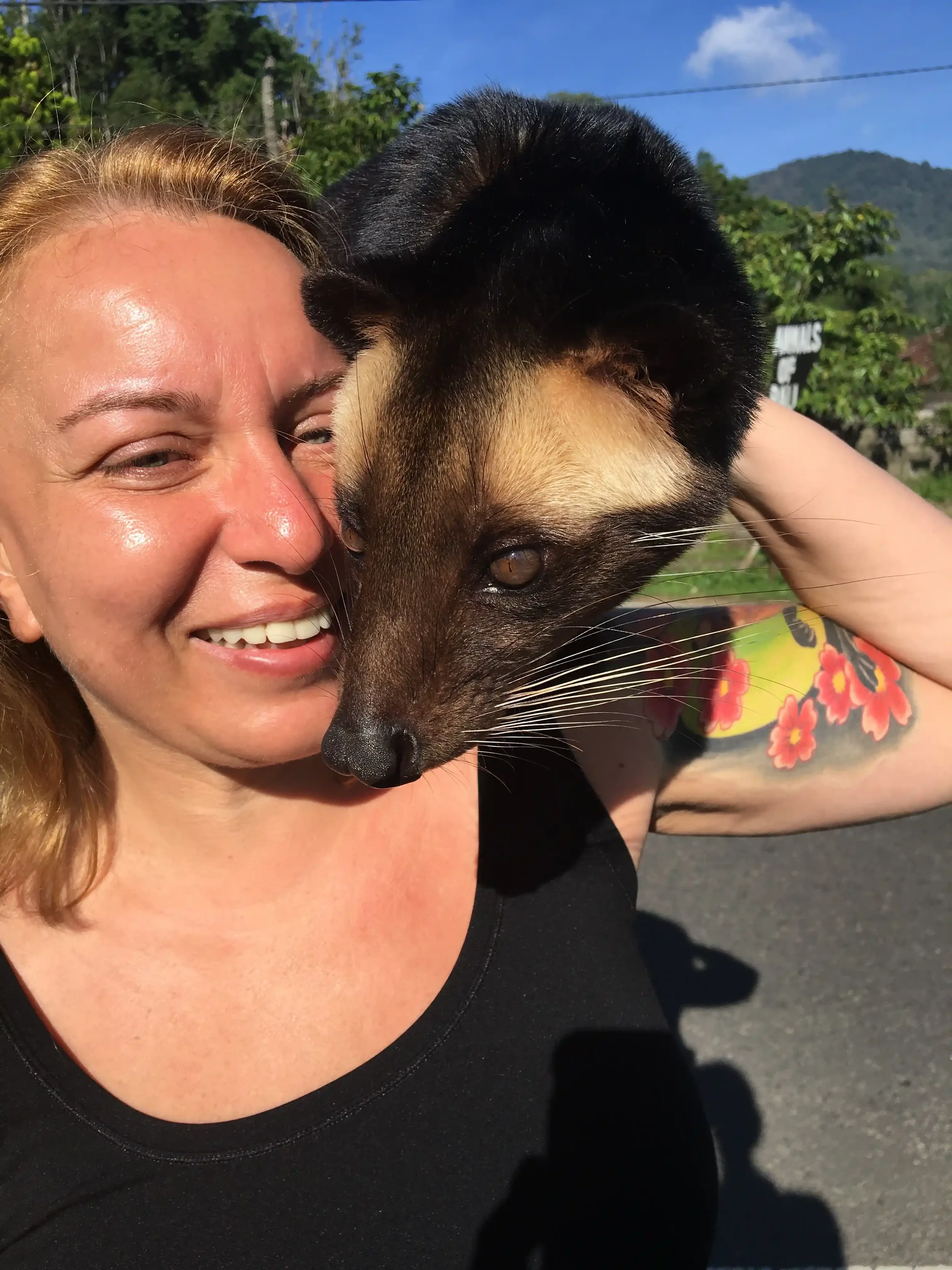 A small palm civet perched on a shoulder at a roadside animal stop in Bali