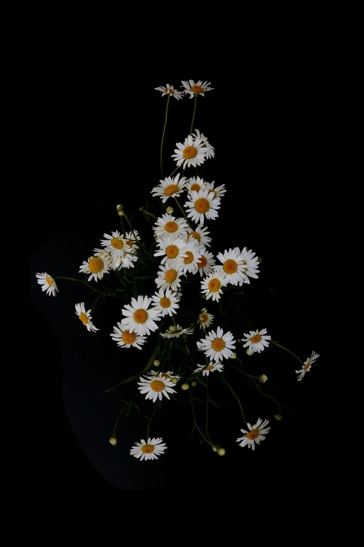 Daisy Chain