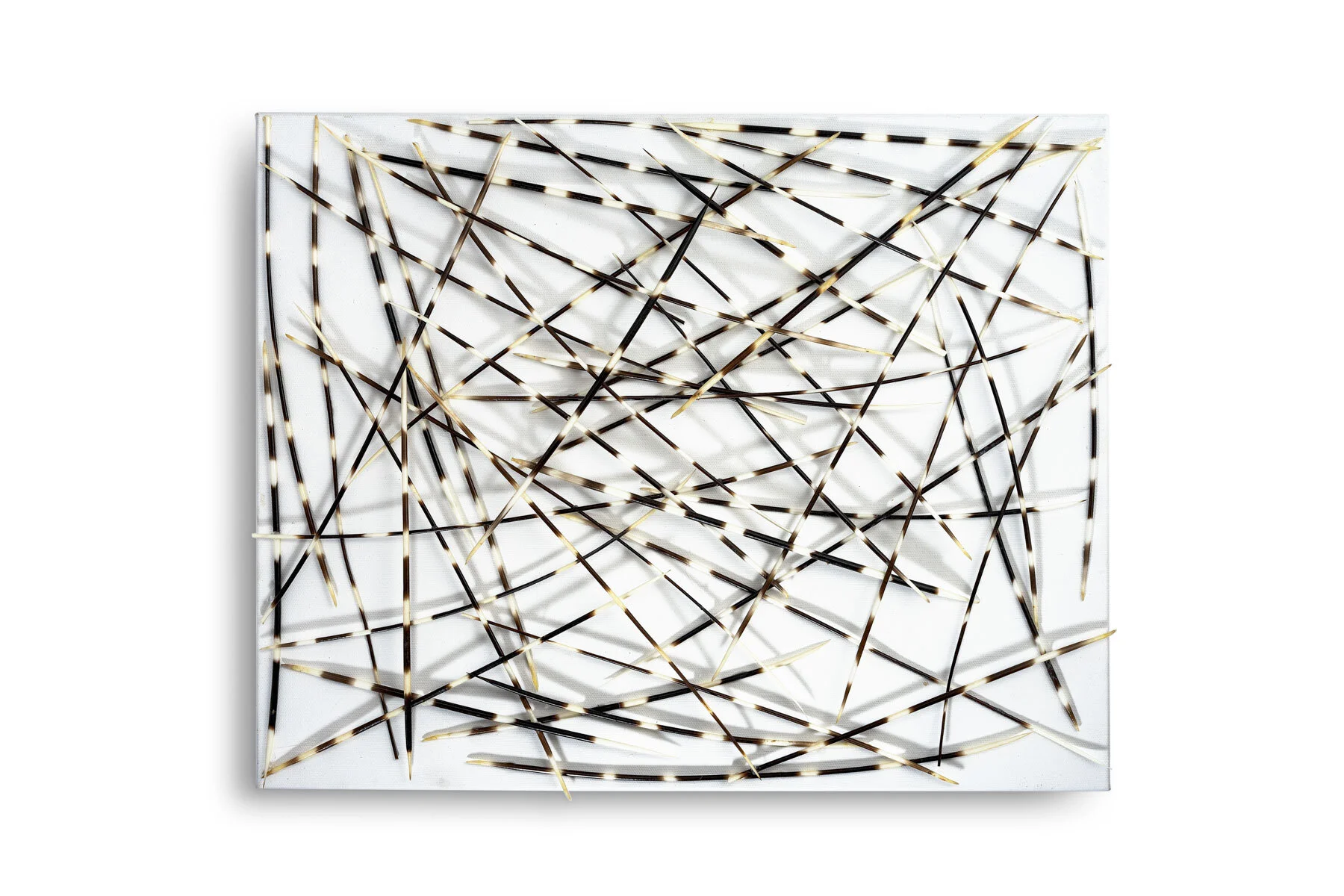 porcupine-full.JPG