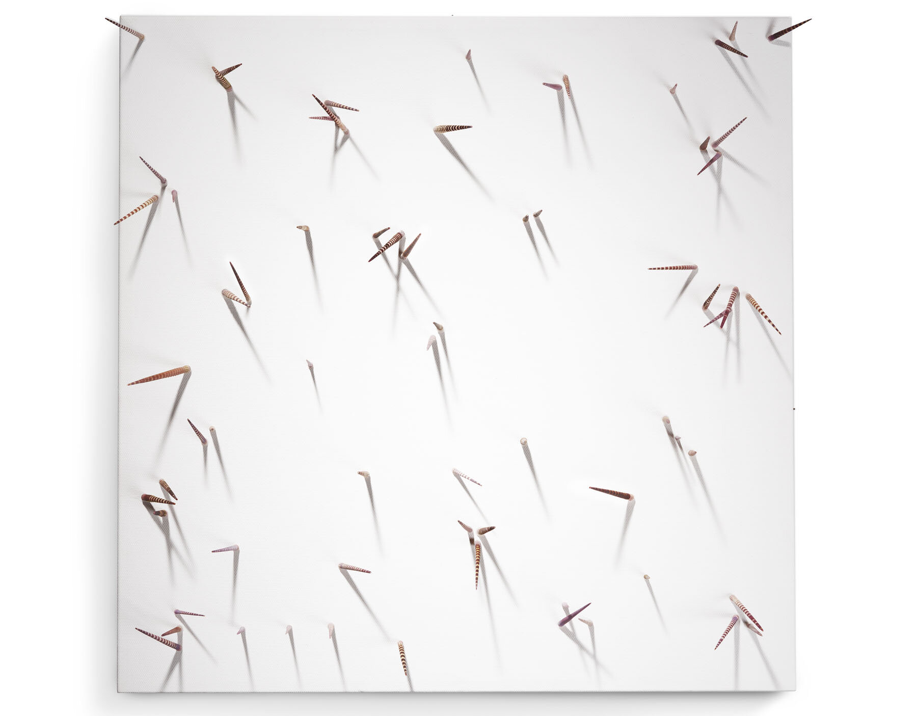 Urchin Straight Full.JPG