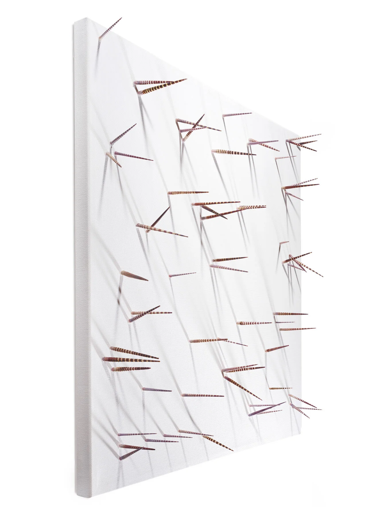 Urchins side full.JPG