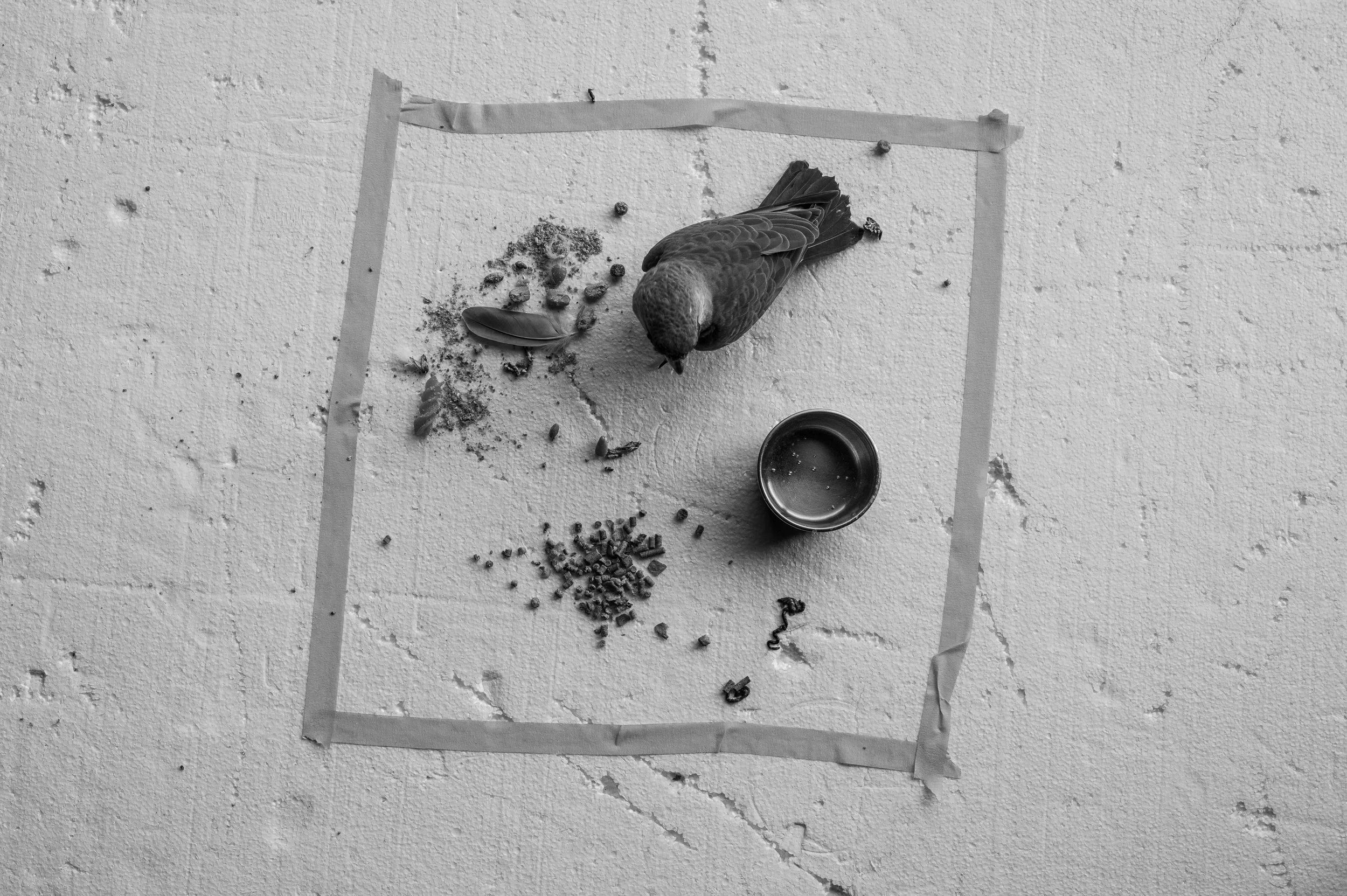 see-zeen_019_ Peter_Brandt_Cleave-08.jpg