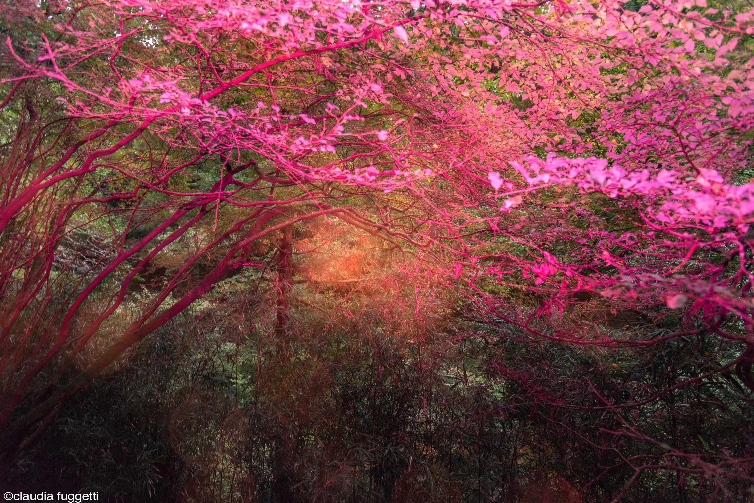 07-see-zeen-019-A-Visual-Dialogue-Fuggetti_Claudia_Visual Alterations_04.jpg