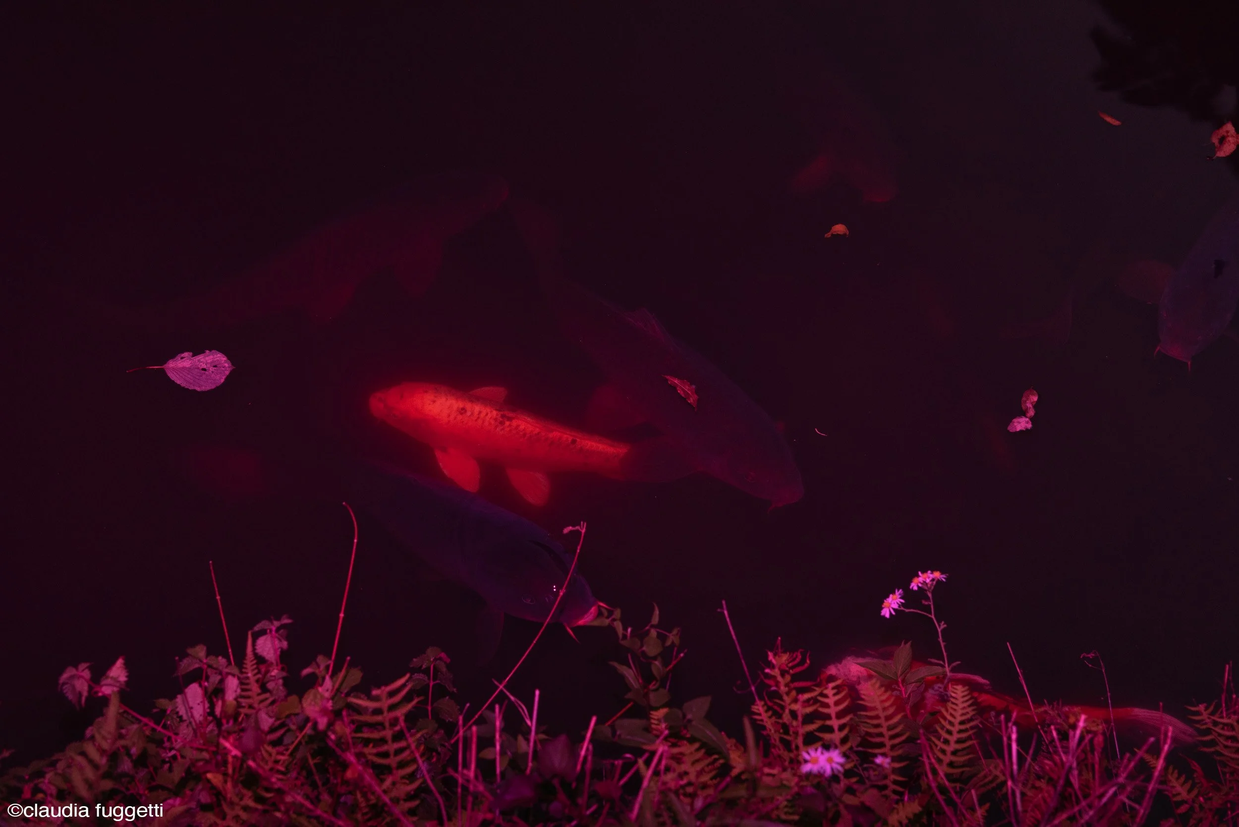 05-see-zeen-019-A-Visual-Dialogue-Fuggetti_Claudia_Visual Alterations_03.jpg