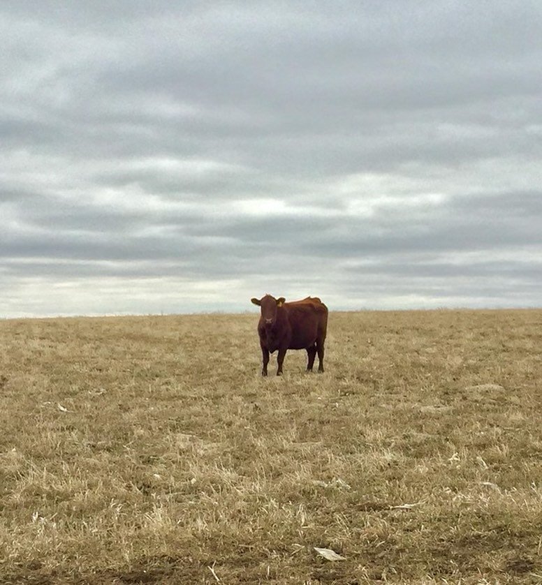 Happy National Beef Month! 🥩

#NationalBeefMonth #beefmonth #SDAg #Beef #Agriculture