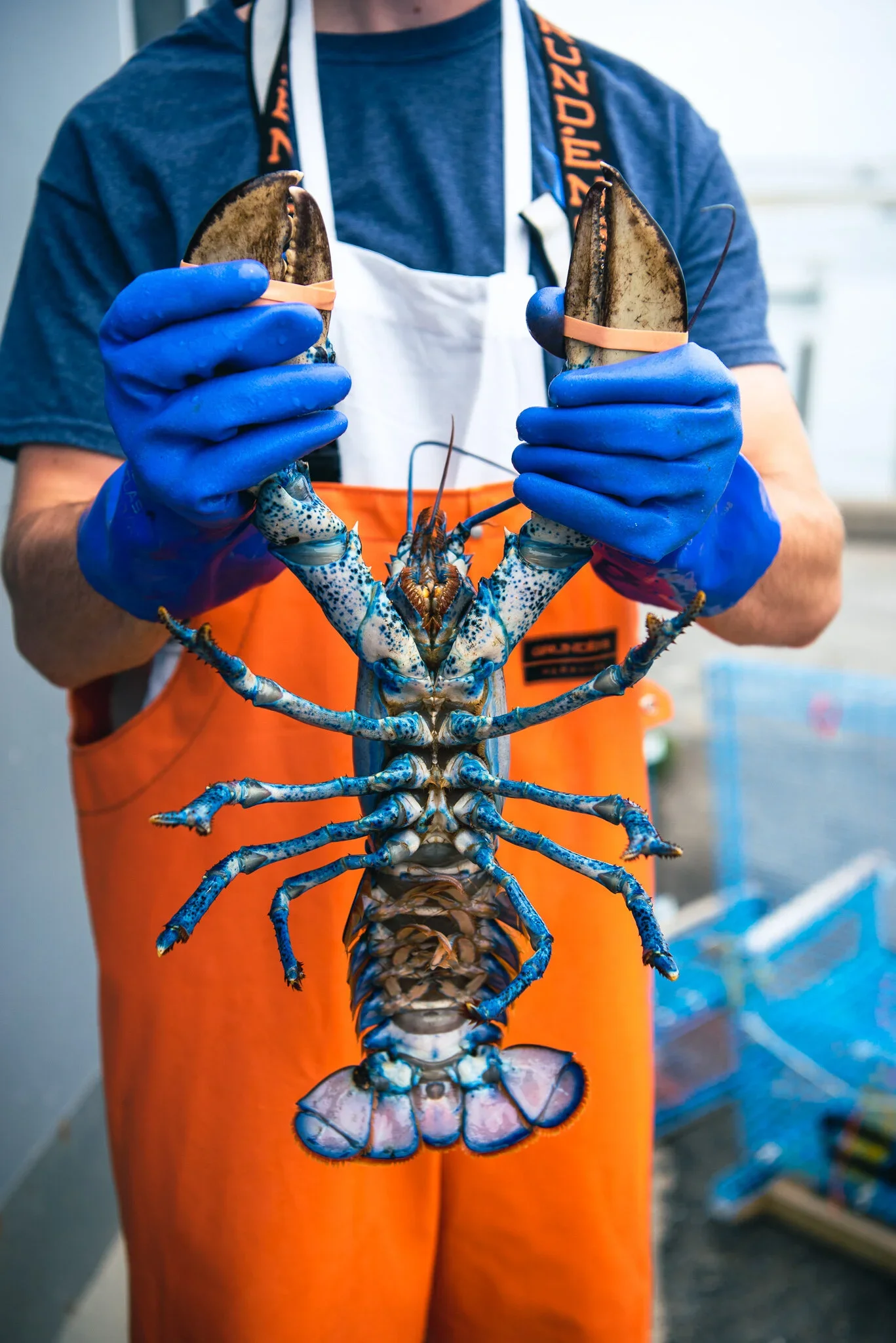 A person in a blue shirt, white apron, and orange waterproof overalls holding a blue lobster with their hands in blue gloves.