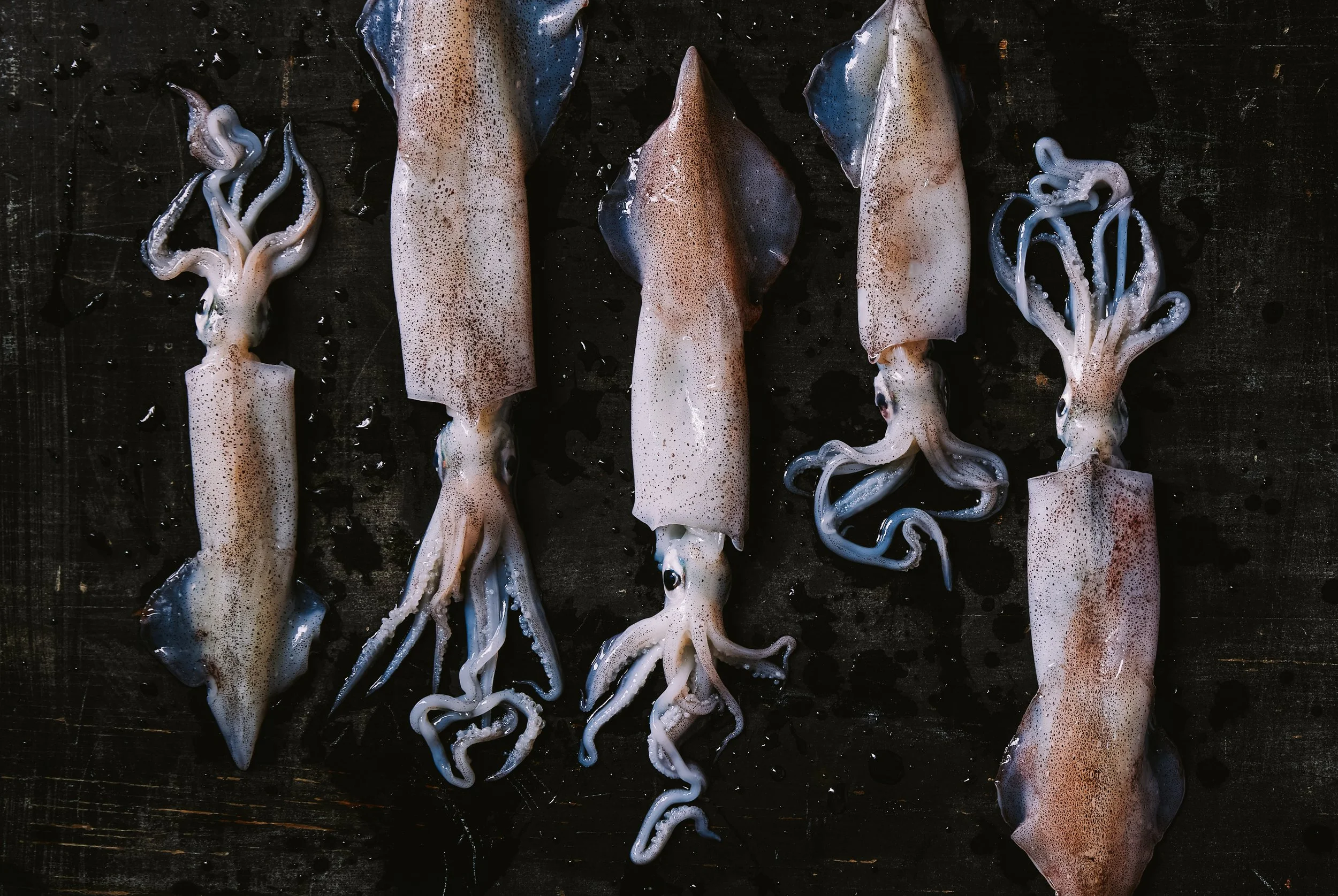 Foley Fish Kan Photography Vervaine