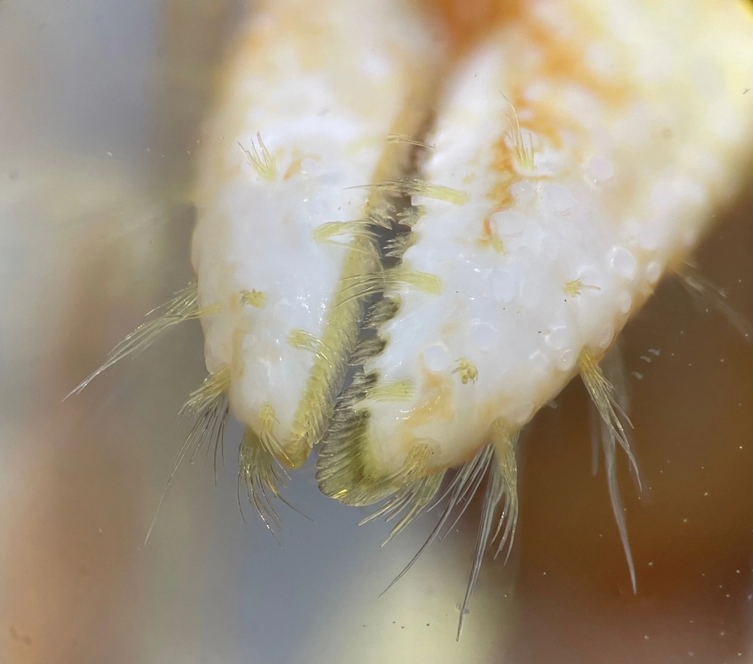 Pagurus bernhardus minor cheliped sensilla setae