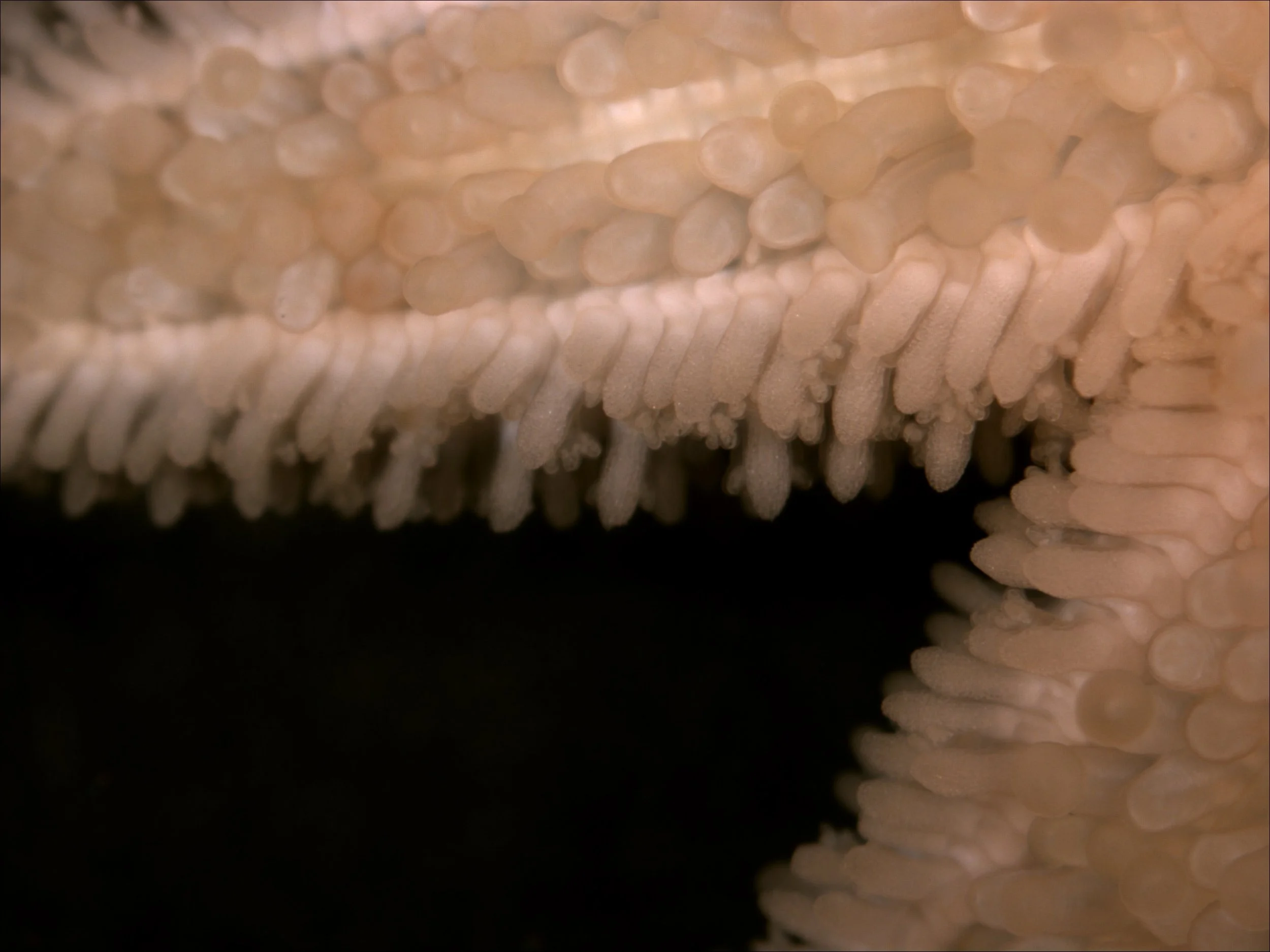 Leptasterias sea star arms suckers spines