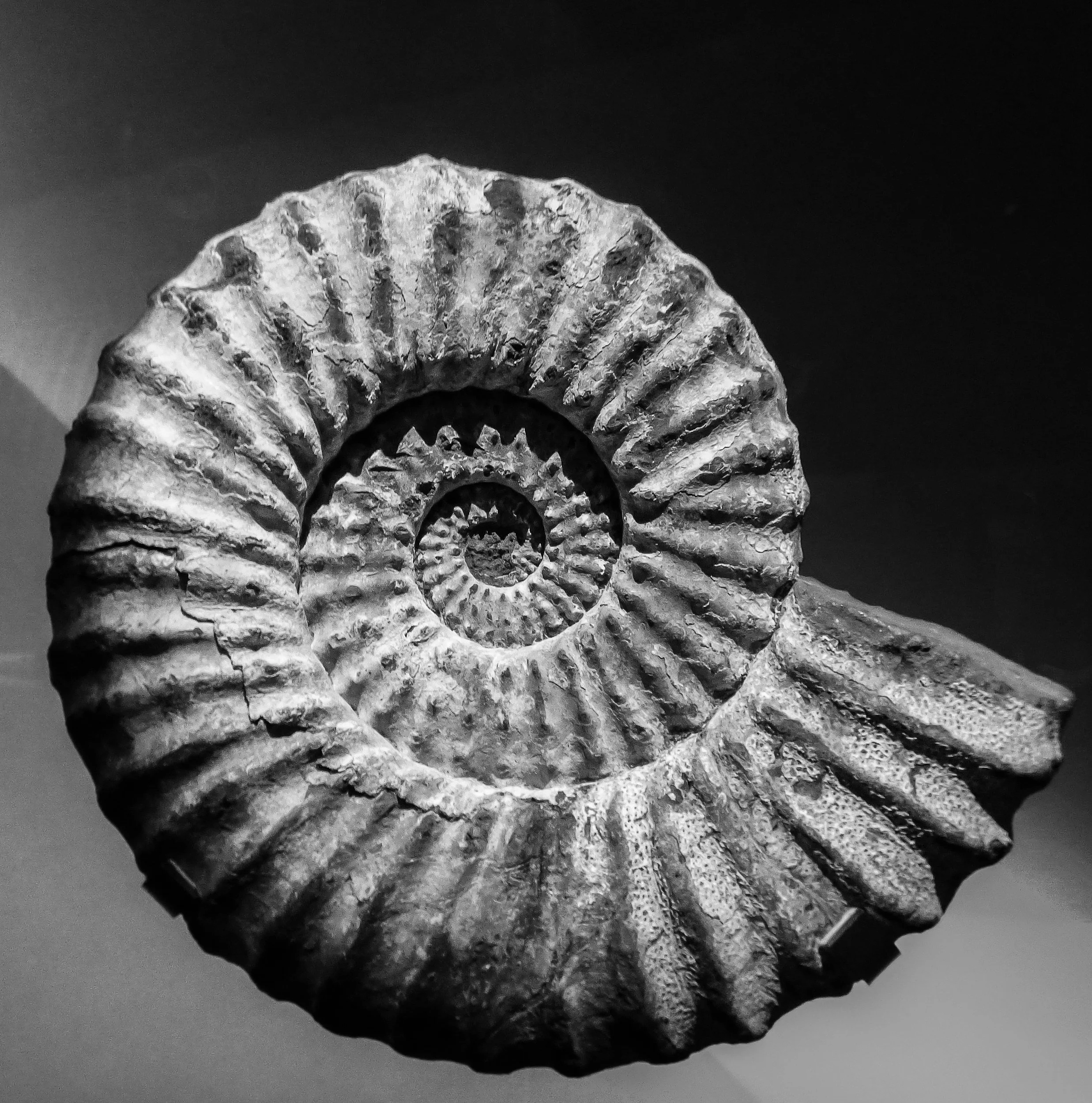 Close-up black and white photograph of a fossilized ammonite shell, showing spiral ridges and textured surface.