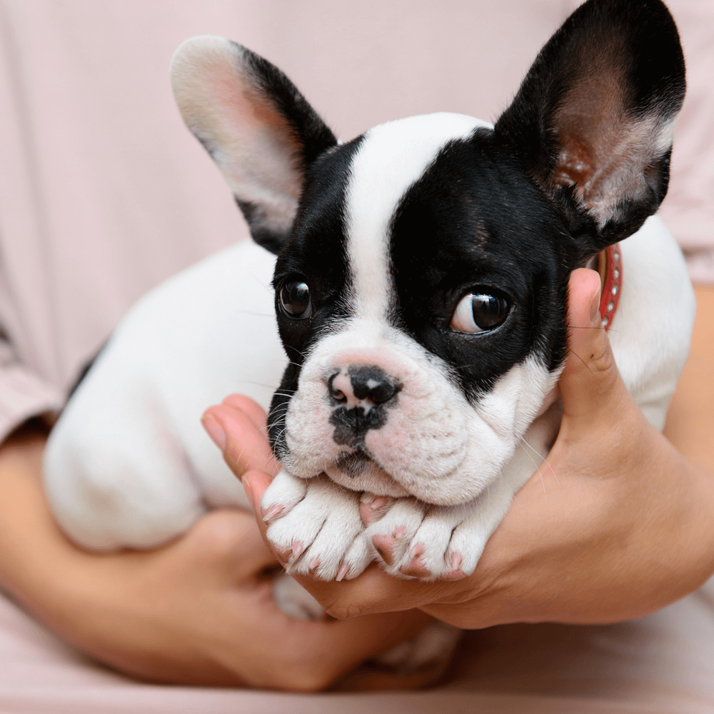 Are French Bulldogs In Pain