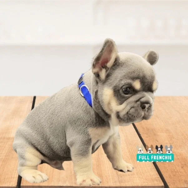 A Full Guide To The 7 Different Blue French Bulldog Types Full Frenchie