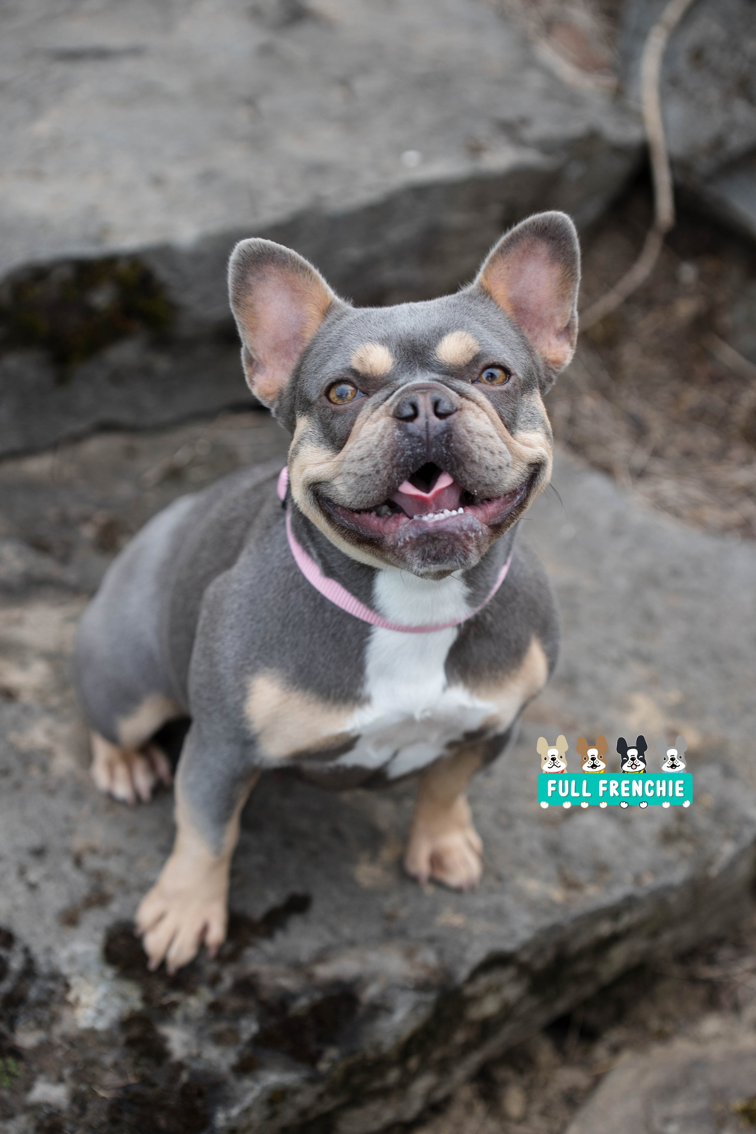 The 100k Frenchie Why French Bulldogs Are So Expensive | atelier-yuwa