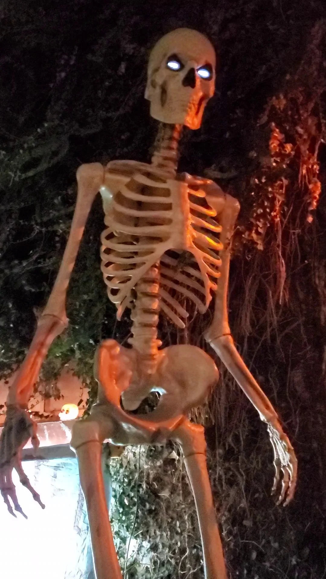 Glowing skeleton display in the woods at a past Scare Park event.