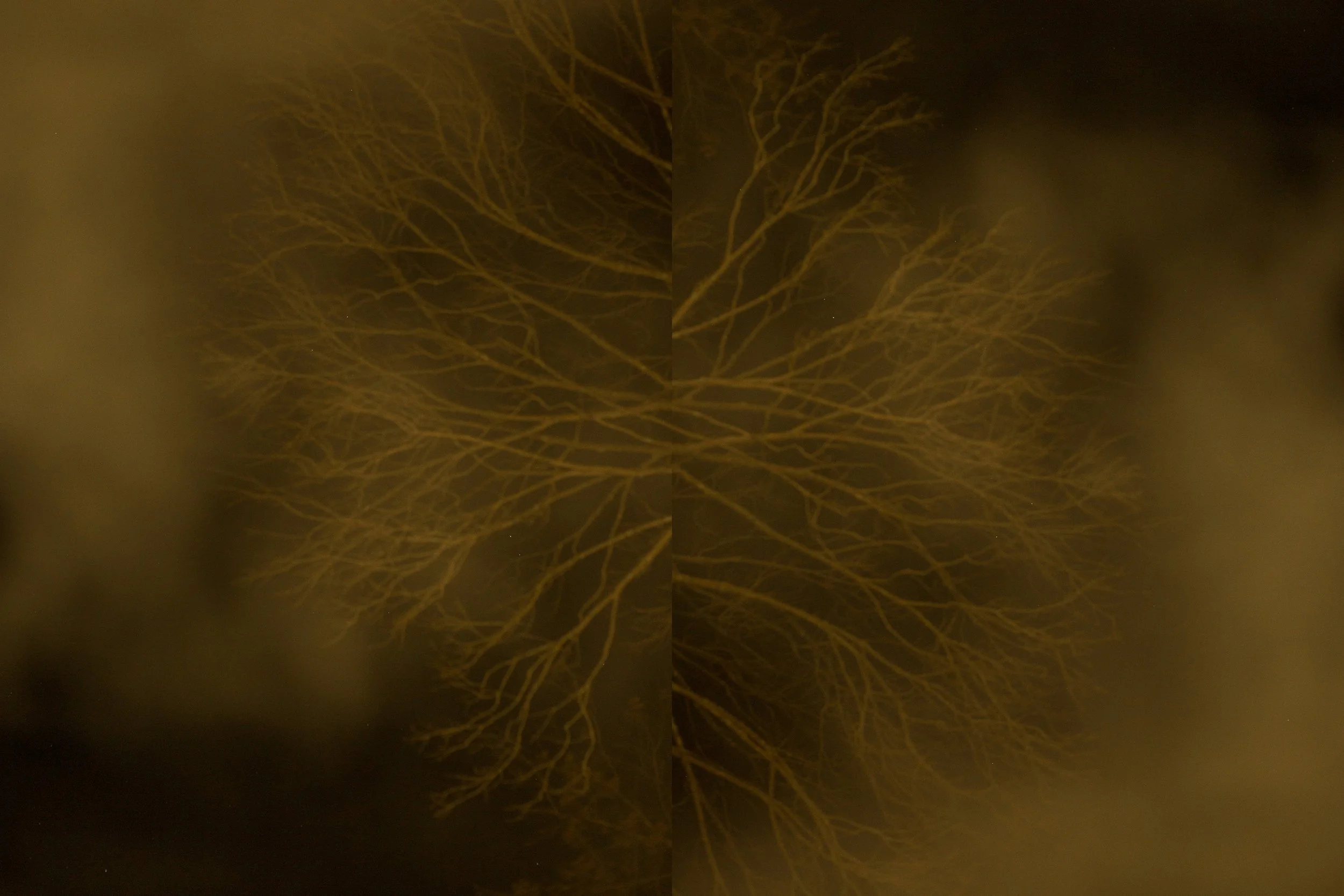 branches.jpg
