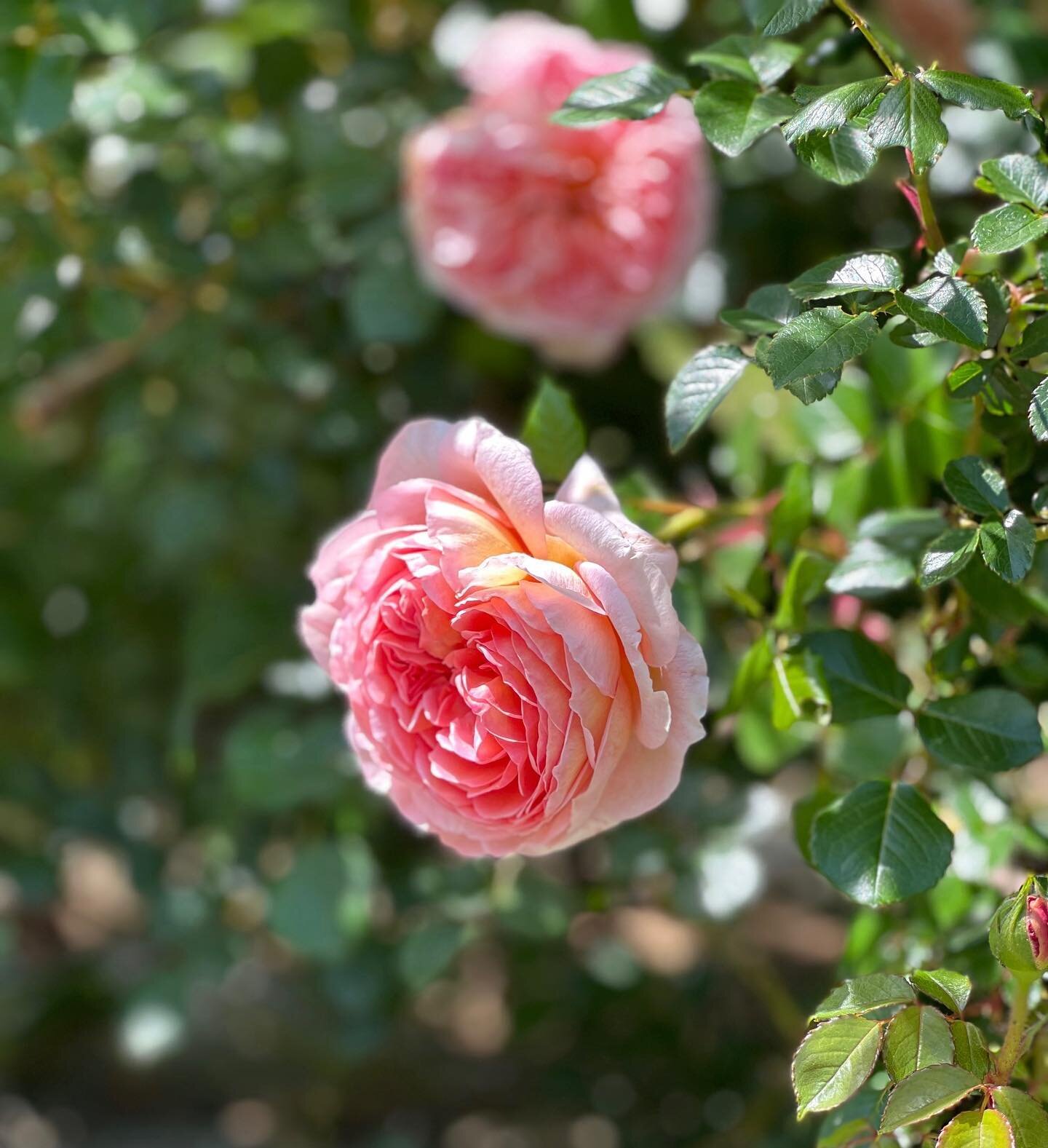 Gorgeous Rosa &lsquo;Abraham Darby&rsquo;
David Austin English shrub rose 
📸 cred: @msbdun 
&hellip;..
#roses #davidaustinroses #abrahamdarbyrose #englishroses #littlegardenclubofmemphis