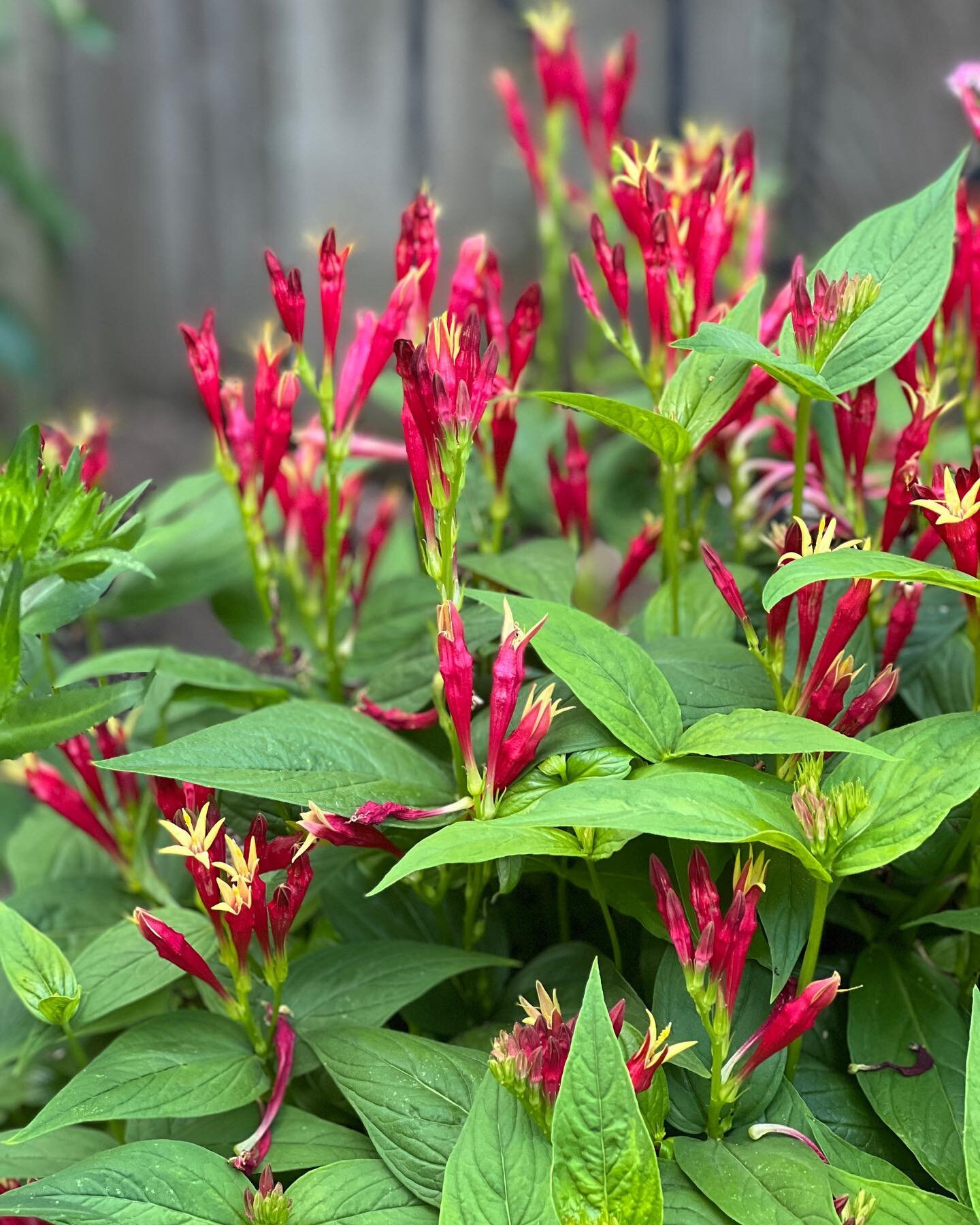 Spigelia marilandica, commonly called Indian pink, is a clump-forming perennial. It flowers in June and grows in partial or full shade.