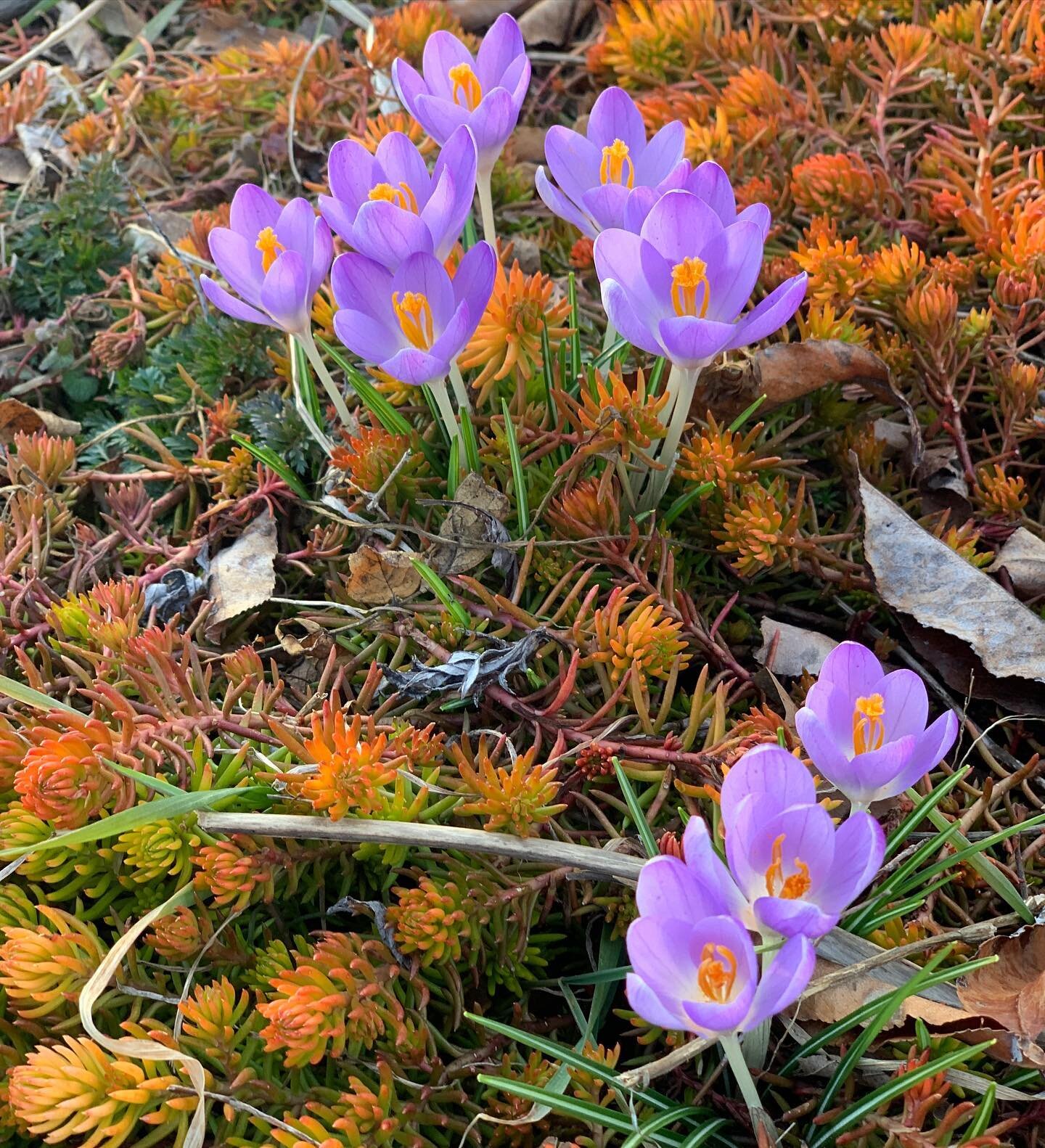 Spring energy peaking through 🌱🪷🌸