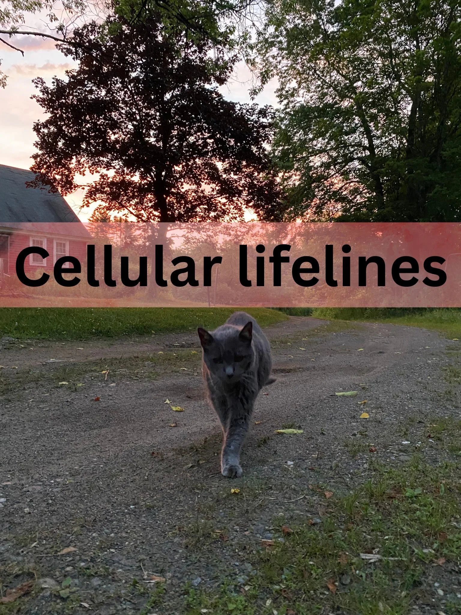 Re-membering life before cell phones