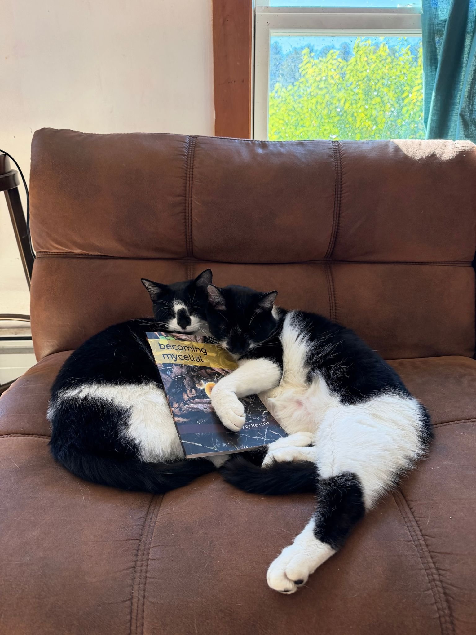 Hardcore cuddling with a couple of farm cats in MA!