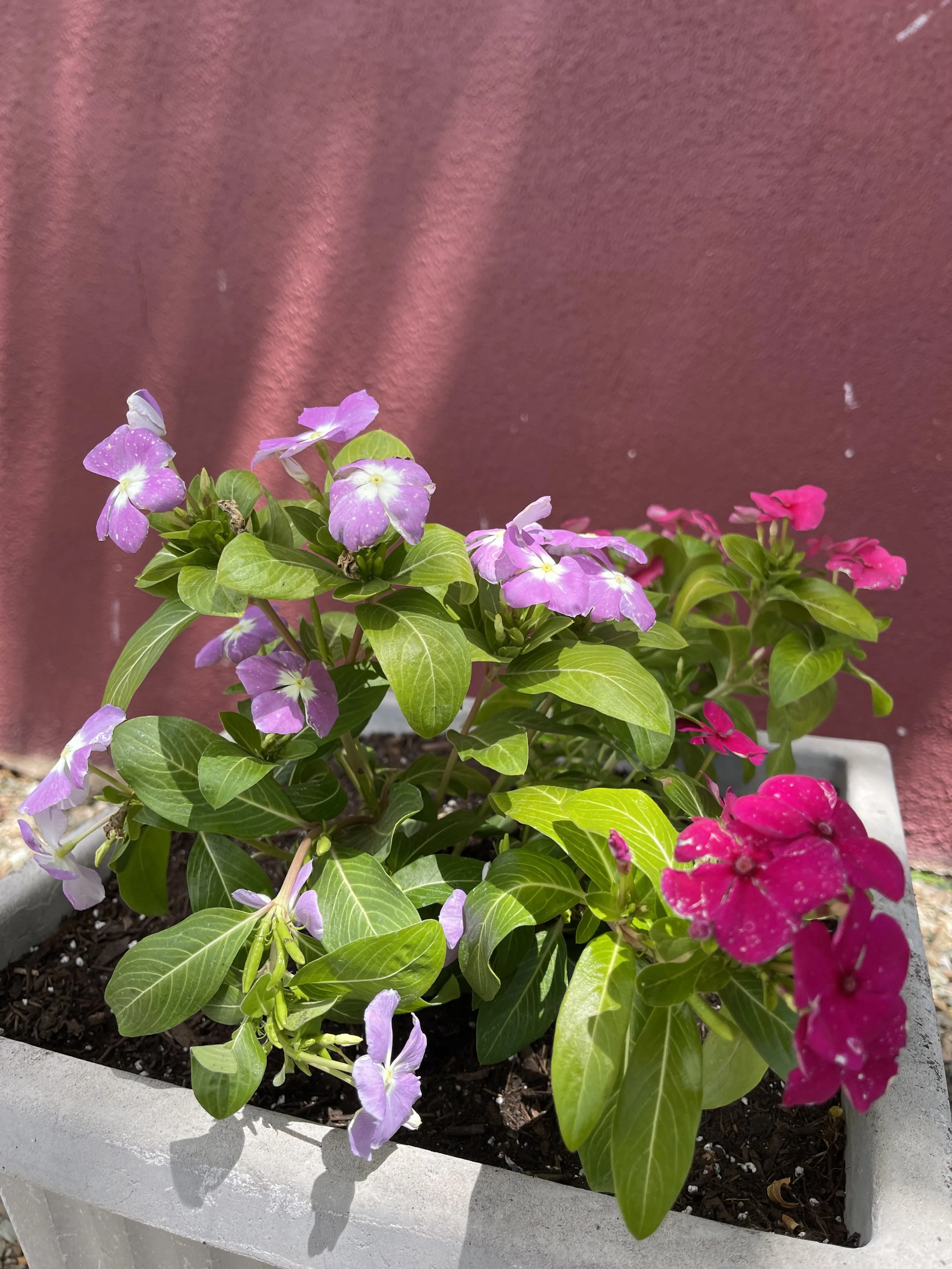 Copy of IMG_4989.JPEG