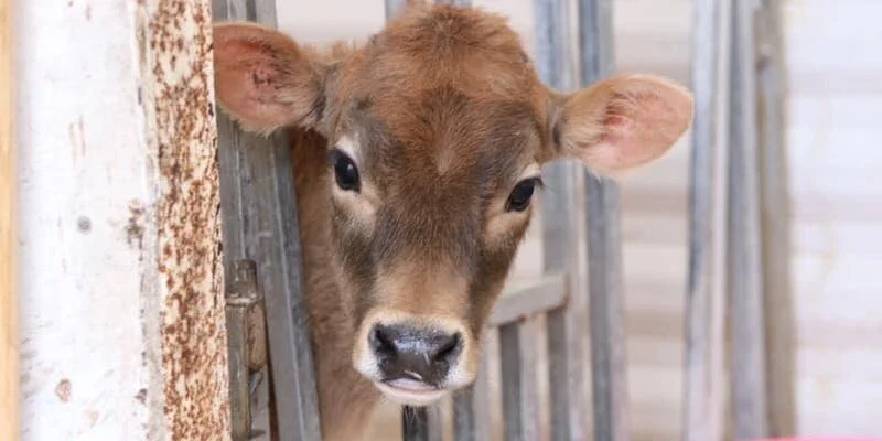 What to Do This Week: Mostly Just Eat