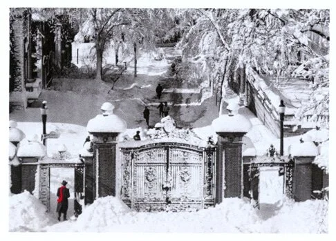 What your Christmas Tree says about you