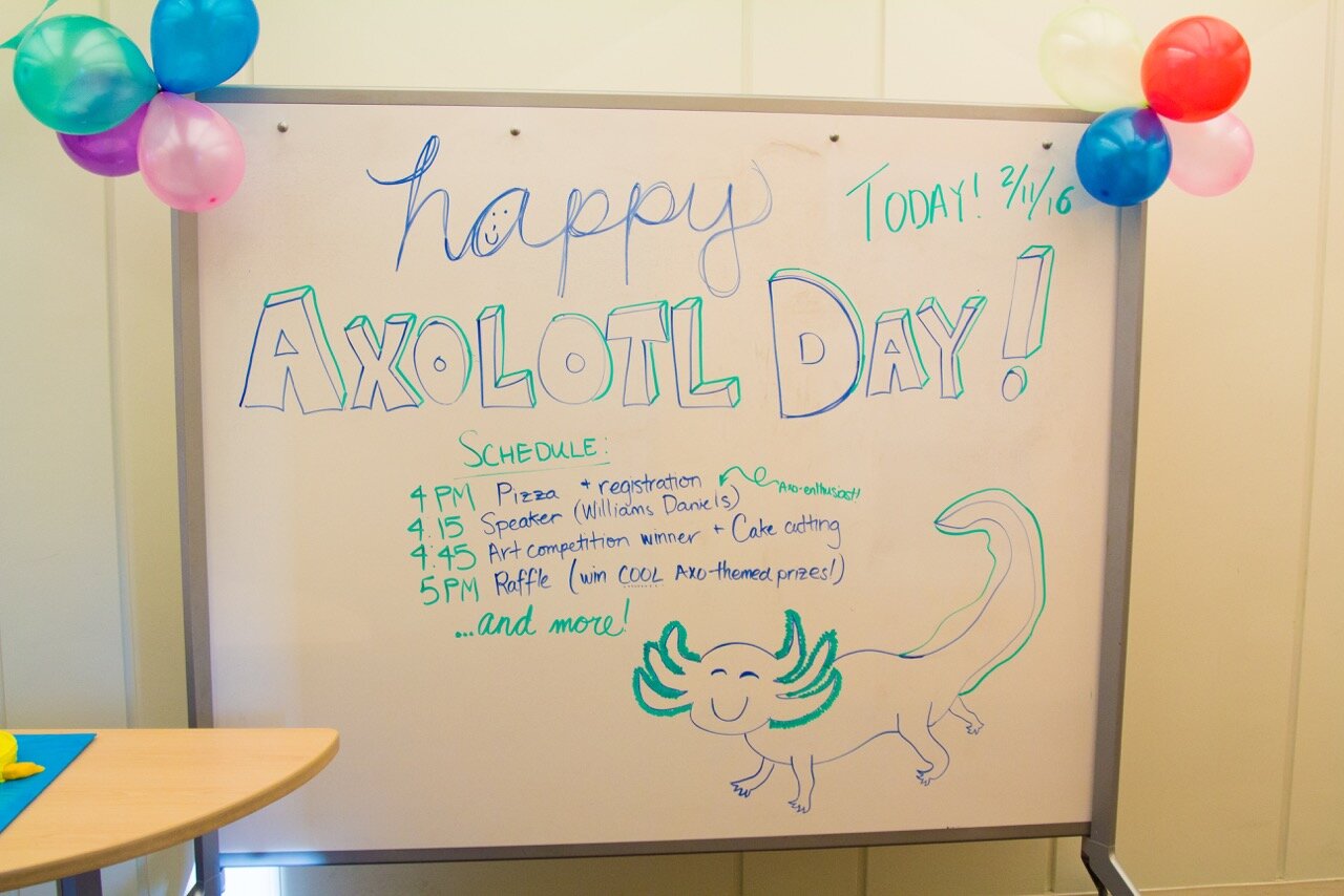 A wonderful event you probably missed (again!): Axolotl Day