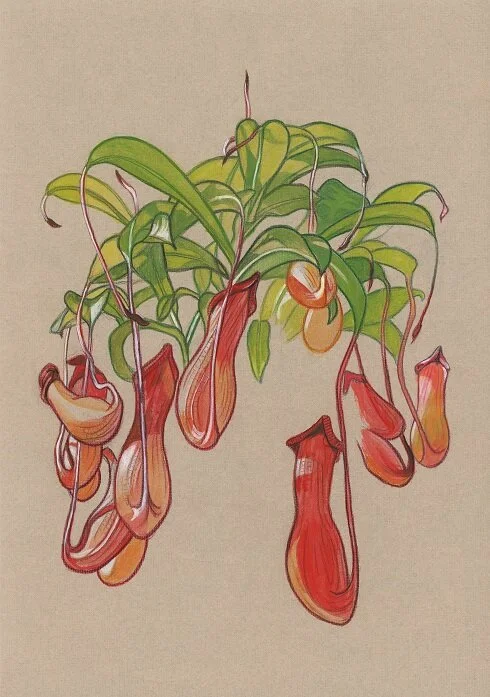 Pitcher plant - gicle print  Adrienne Fine Art
