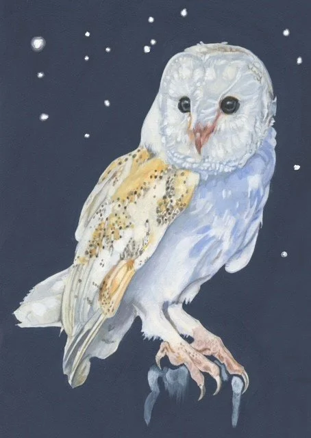 Barn owl.jpg