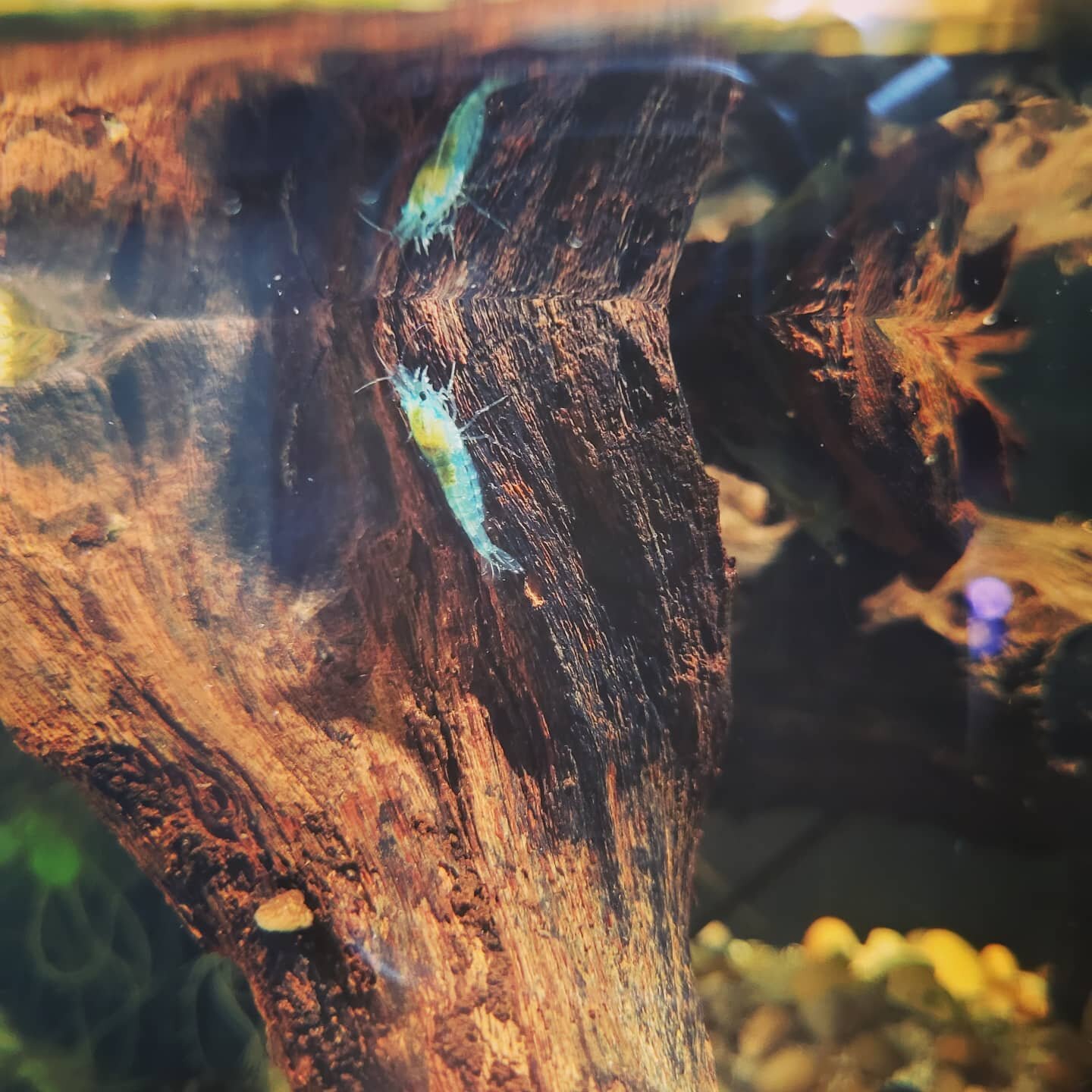 🎶 Who is that shrimp I see

🎶  Staring straight, back at me

🎶  When will my reflection show 

🎶  Who I am, inside 

#mulanvibes #neocaridinadavidi #neocaradinashrimp #skyblueneocaradina #aquariums #nanotanks #freshwaterinverts #freshwatershrimp 