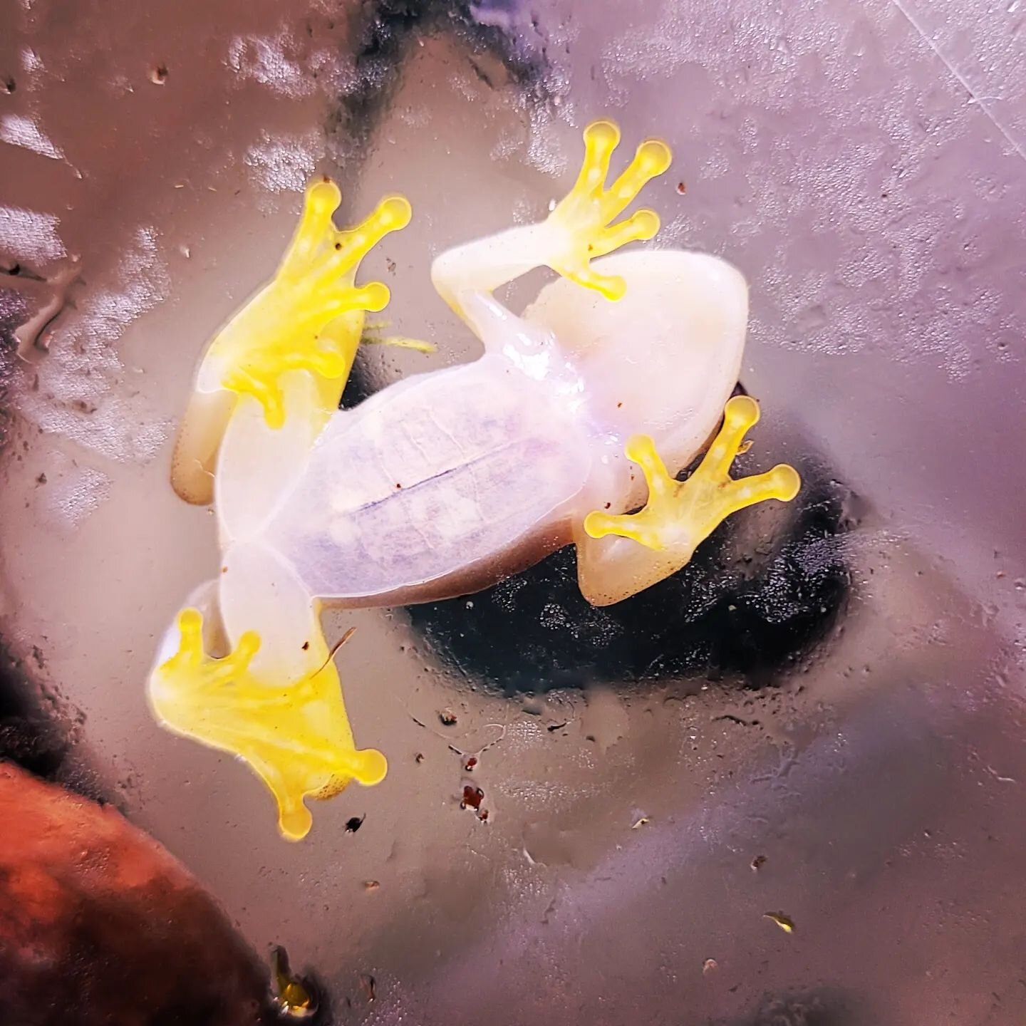 Toe beans.

That is all.

#frogsofinstagram #starrynightreedfrogs #frogs #reedfrogs #treefrogs #frogbeans #eldergodsaquatics #eldergodsexotics