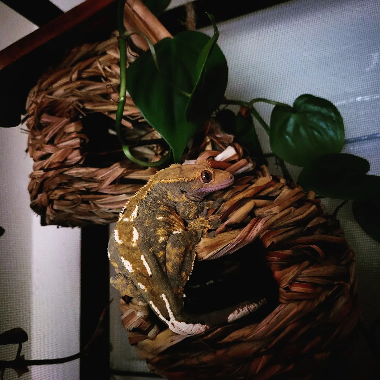 Bodhi is absolutely in love with her straw and moss tree houses. 

#crestedgecko #crestedgeckos #crestiesofinstagram #bodhithecrestie #newcaledoniangecko #geckosofinsta #bioactivevivarium #reptilekeeper #reptiles #eldergodsaquatics #eldergodsexotics